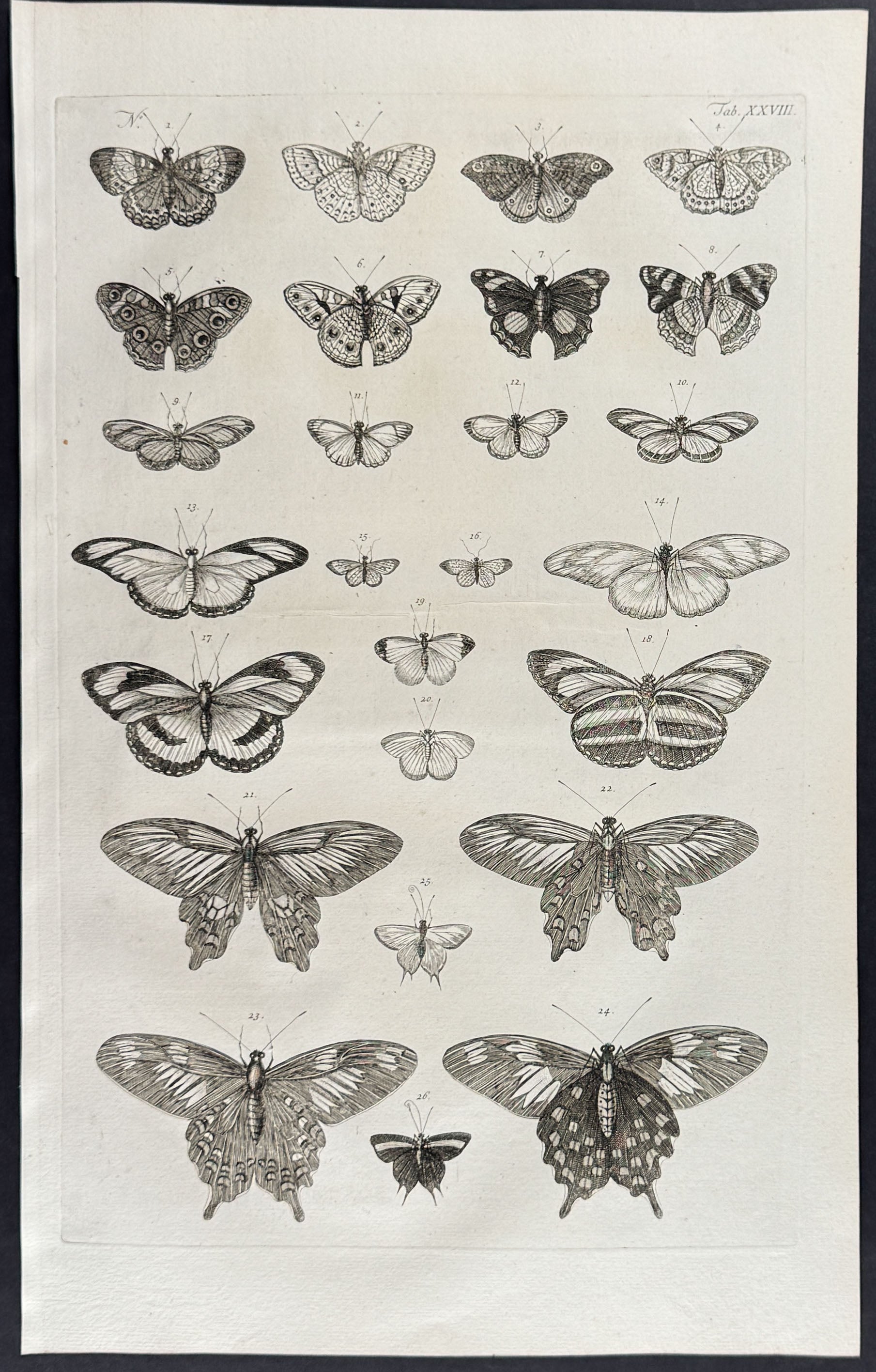 Butterflies or Moths