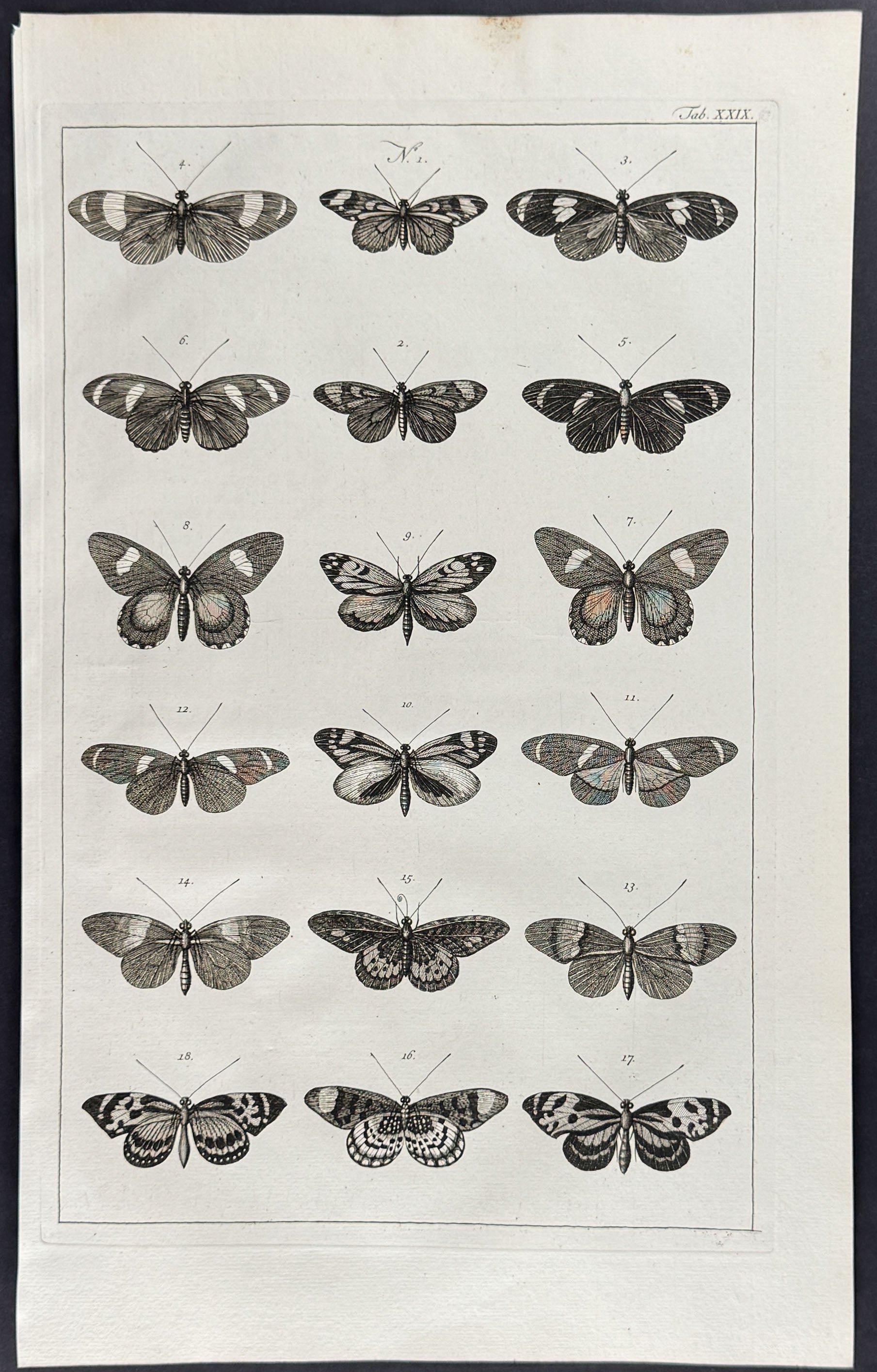 Butterflies or Moths