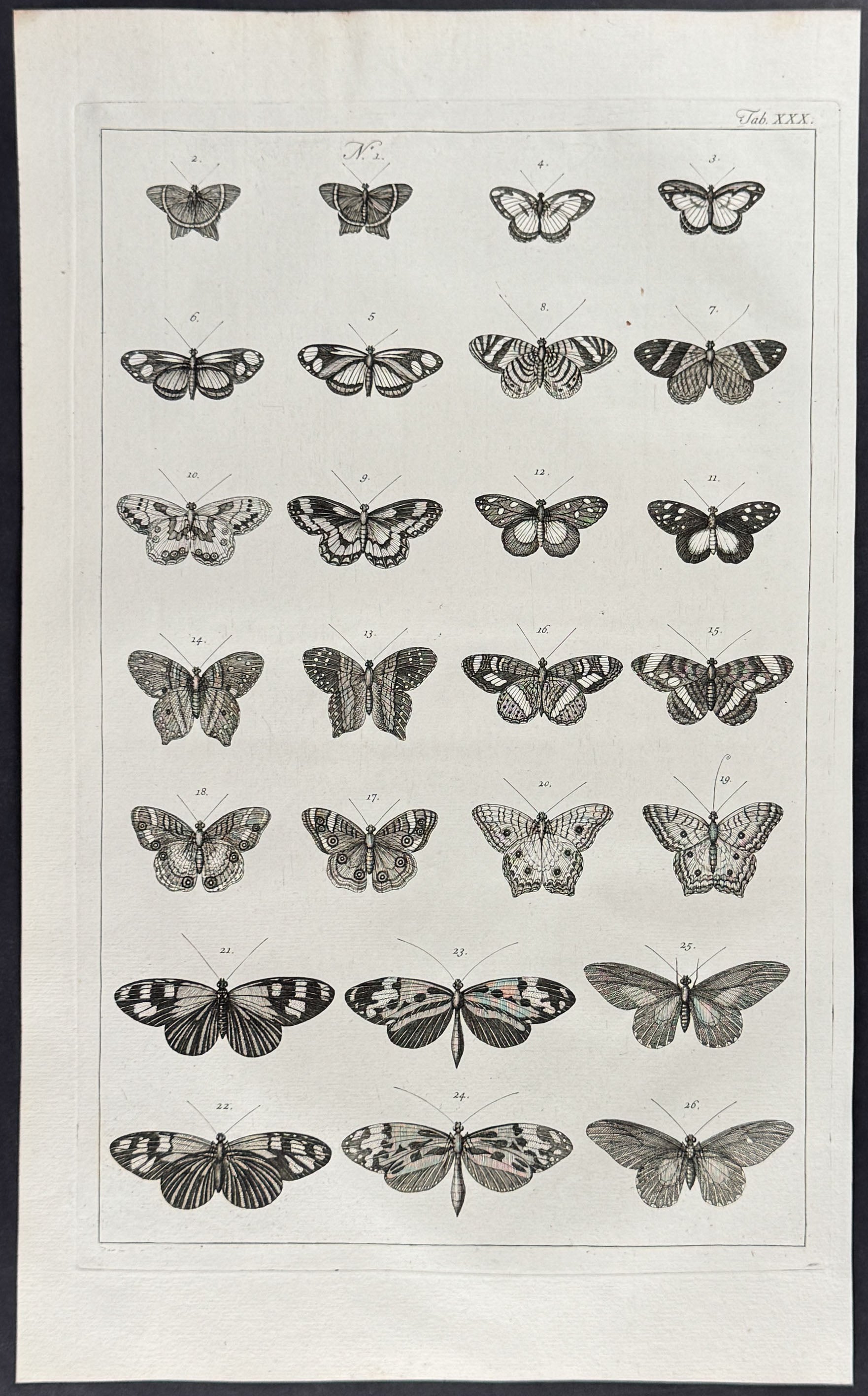 Butterflies or Moths