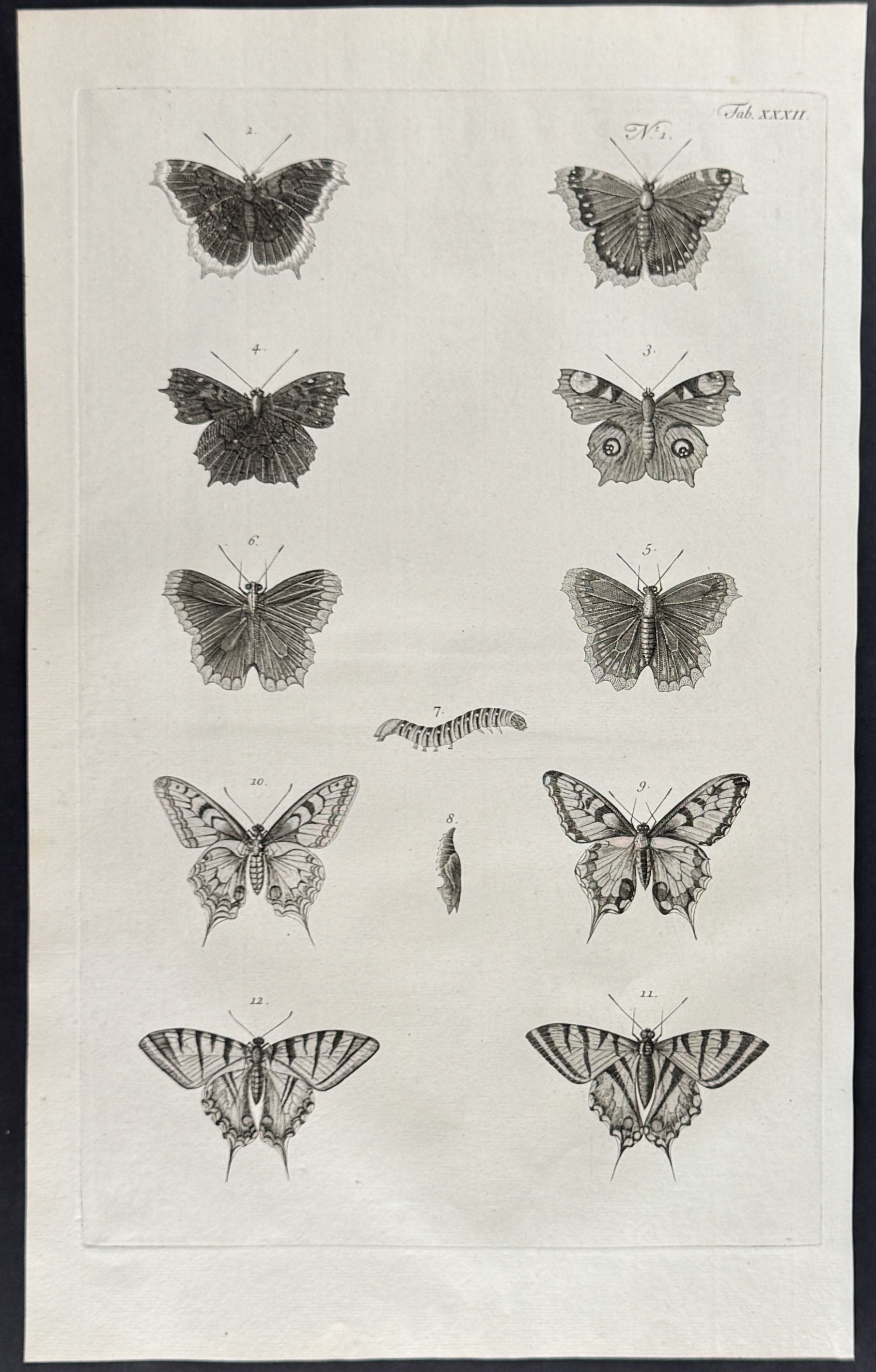 Butterflies or Moths, Caterpillars, Cacoons