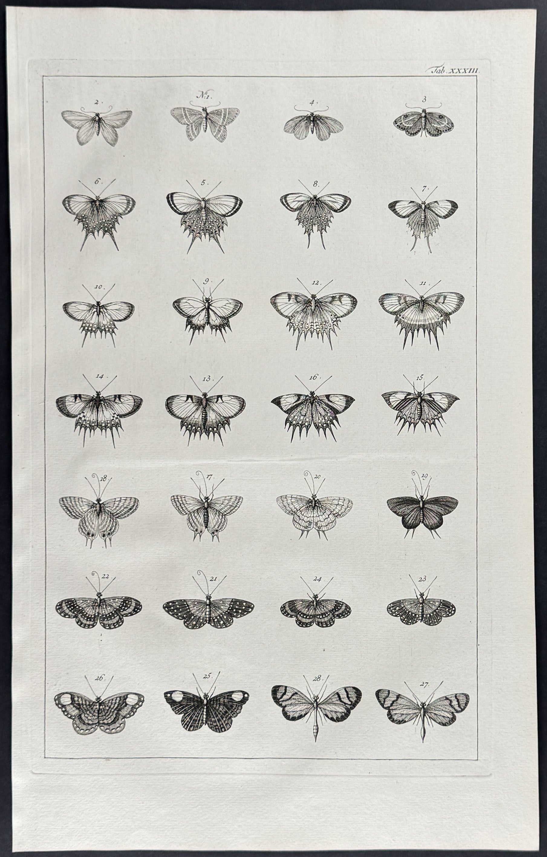 Butterflies or Moths