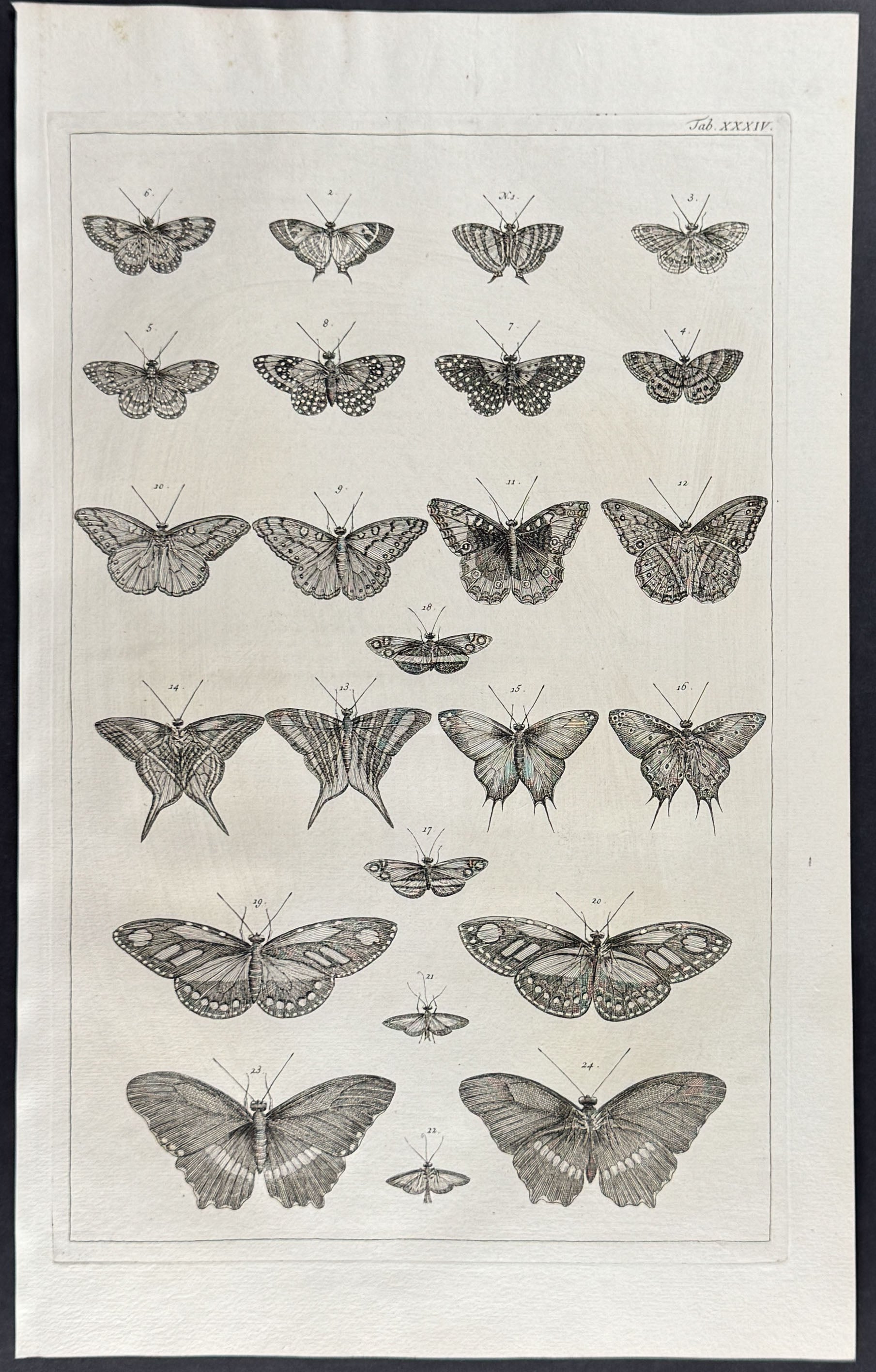 Butterflies or Moths