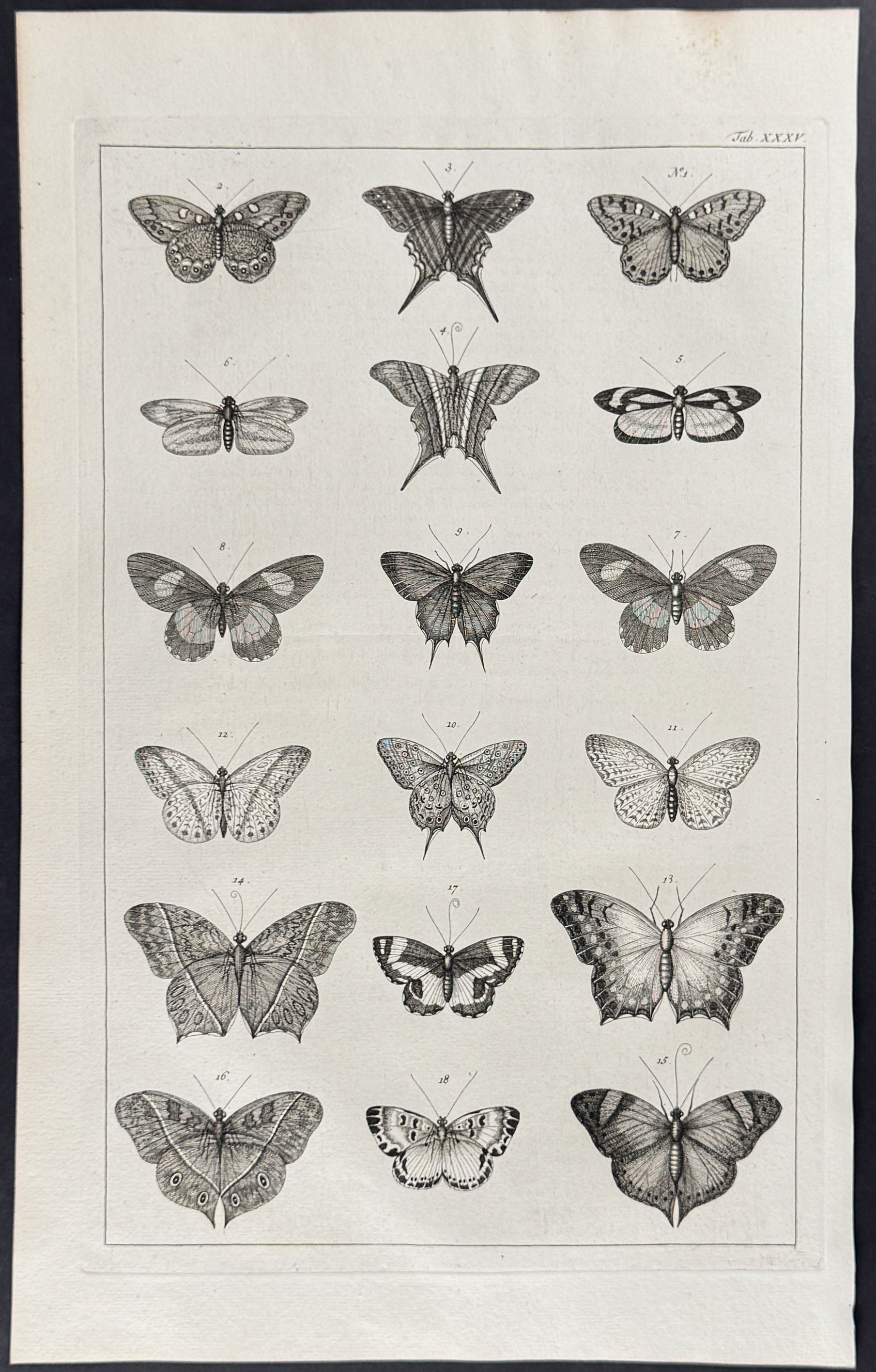 Butterflies or Moths