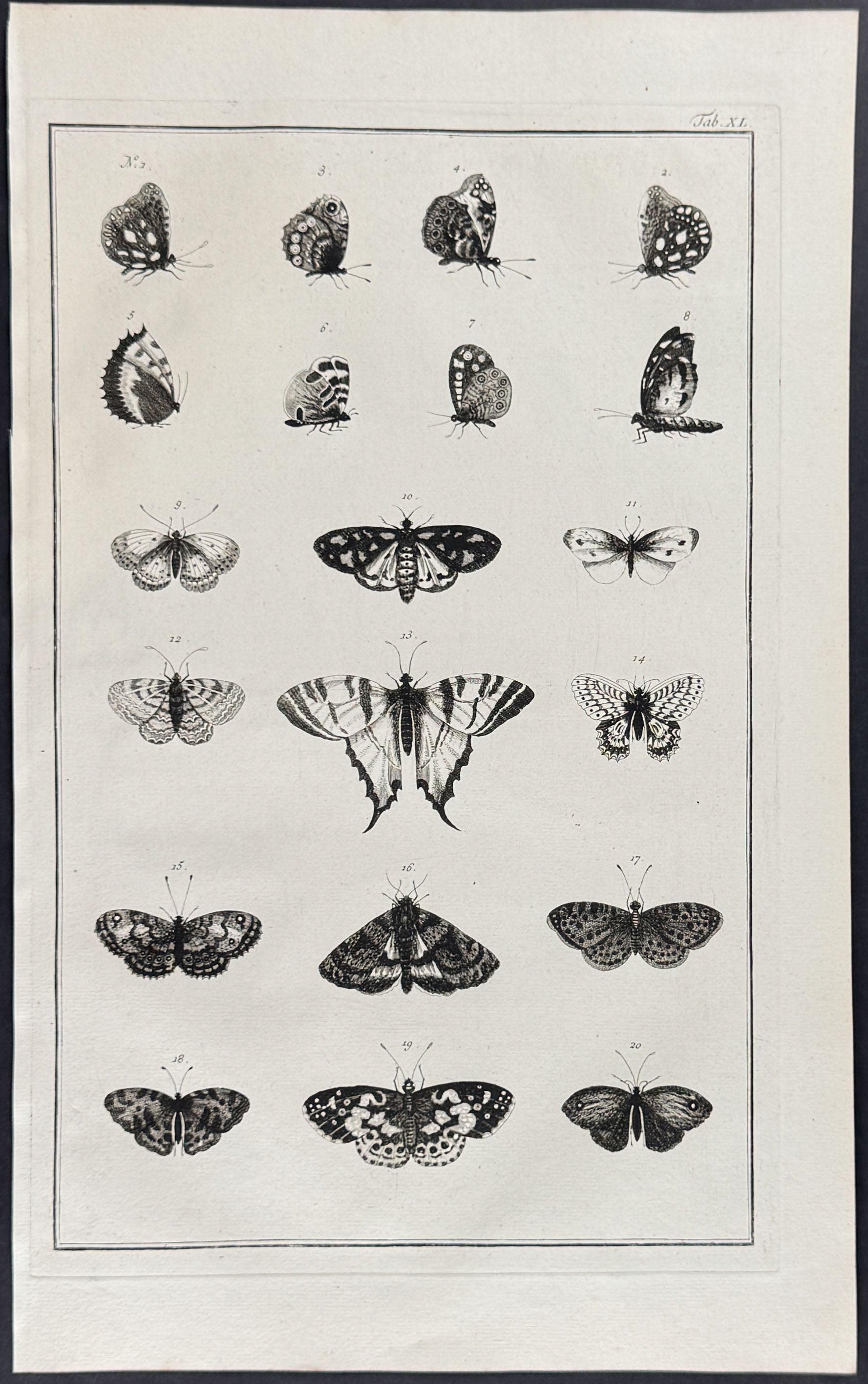 Butterflies or Moths
