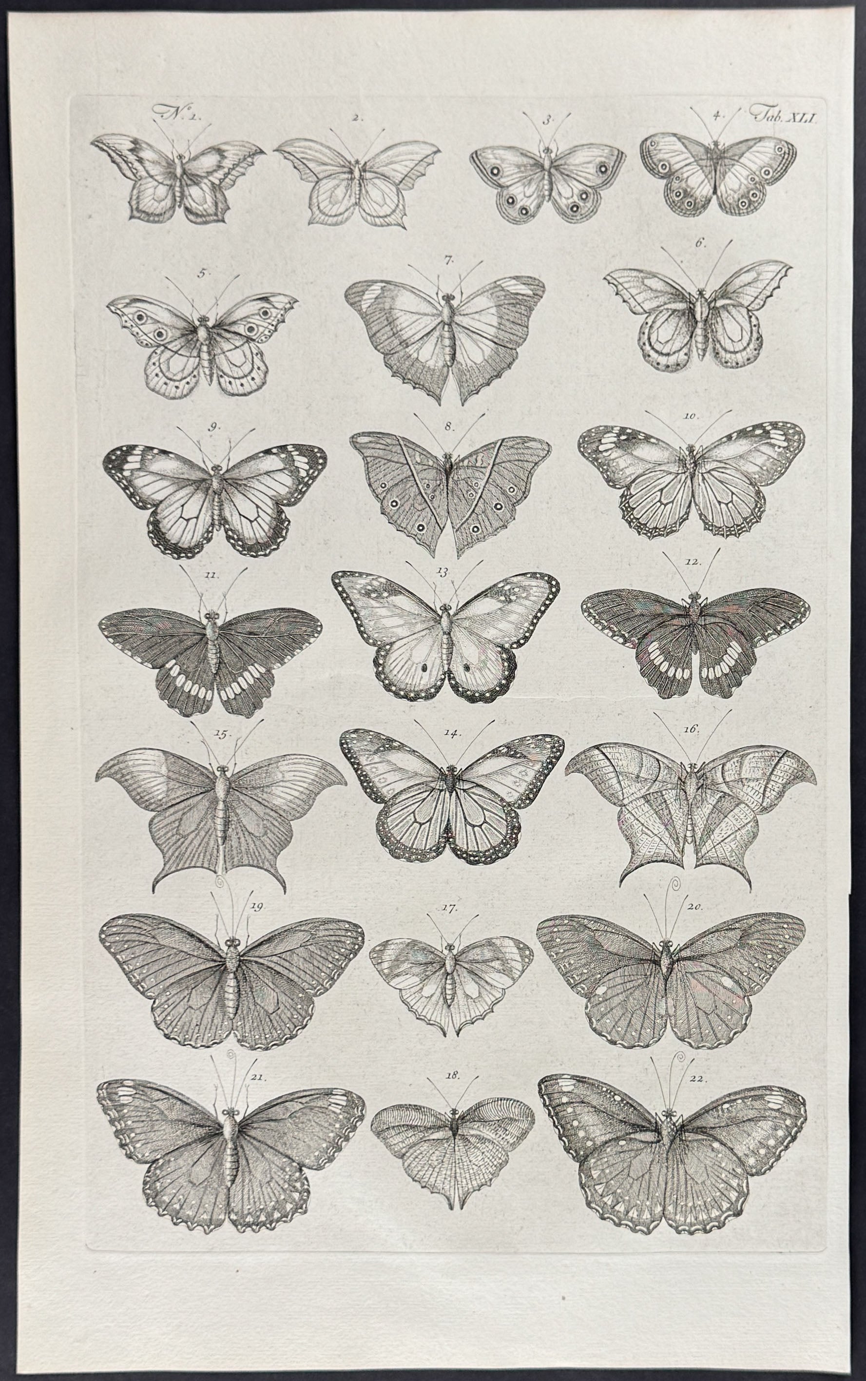 Butterflies or Moths