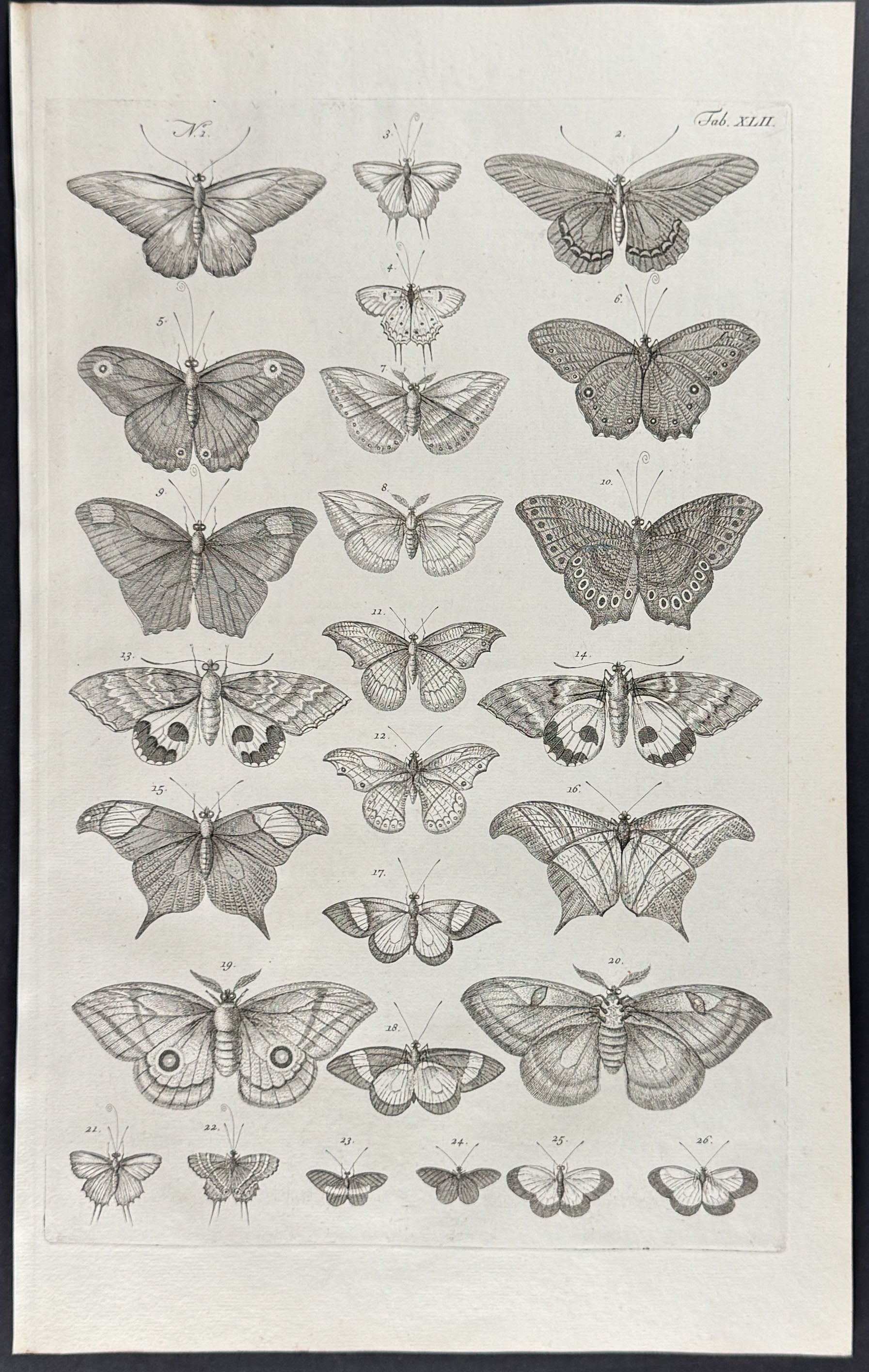 Butterflies or Moths