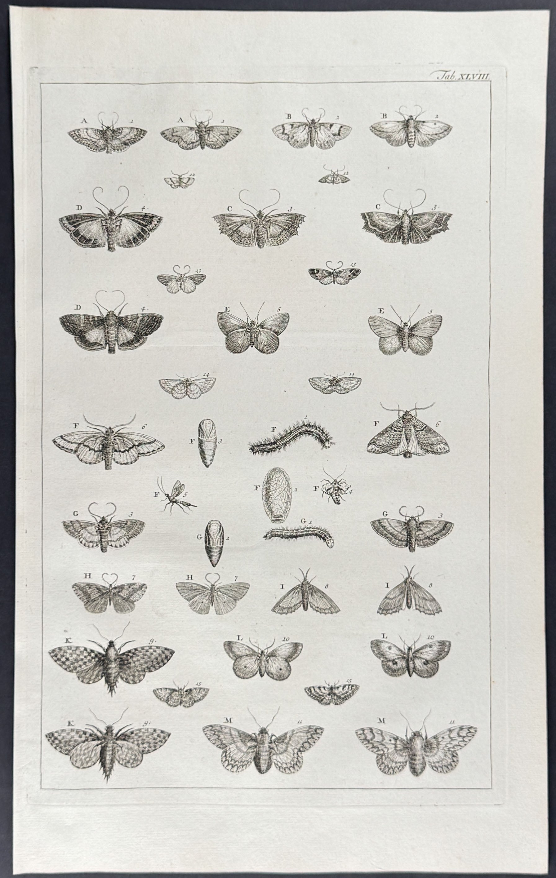 Butterflies or Moths, Caterpillars