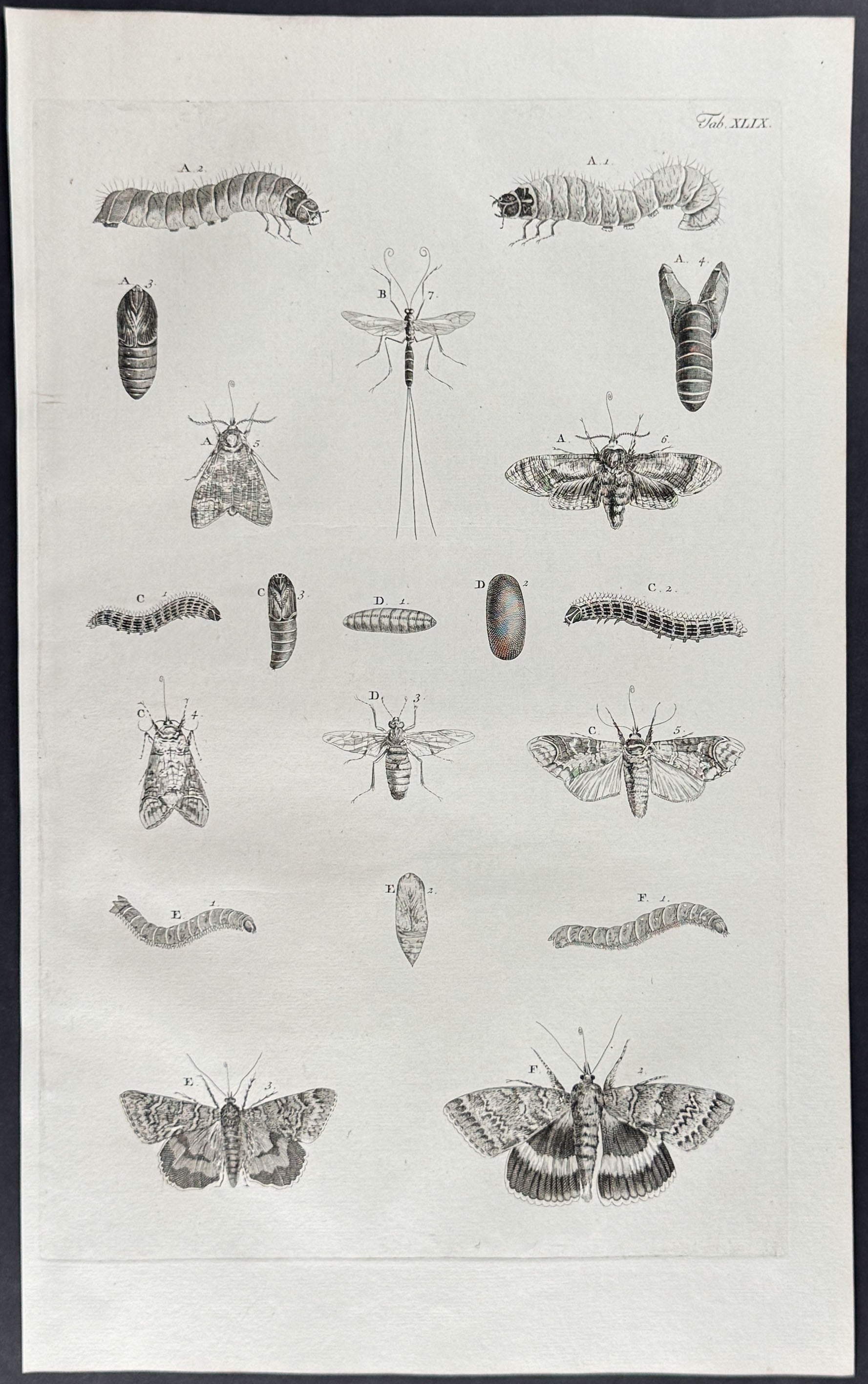 Butterflies or Moths, Caterpillars