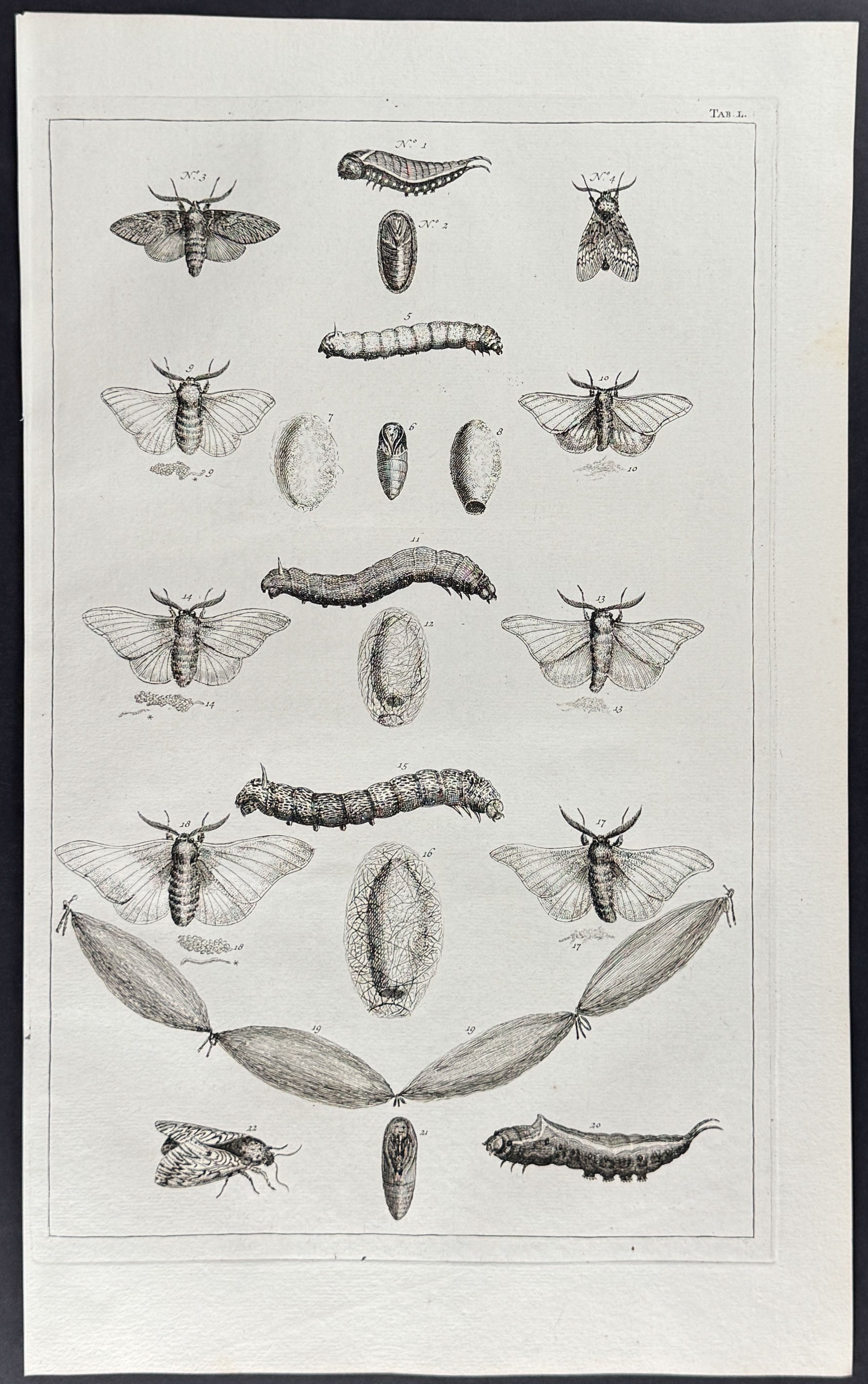 Butterflies or Moths, Caterpillars, Cacoons