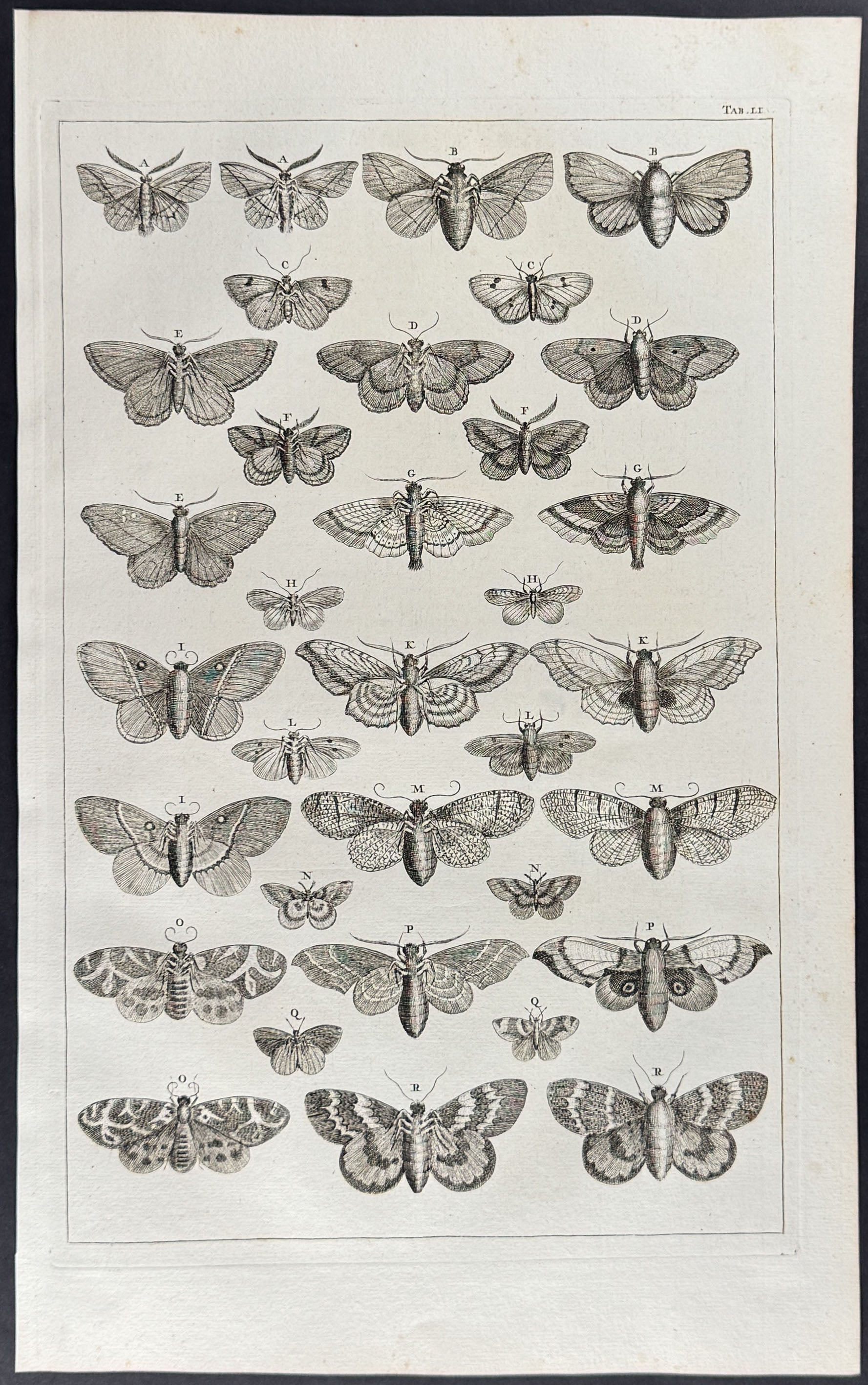 Butterflies or Moths