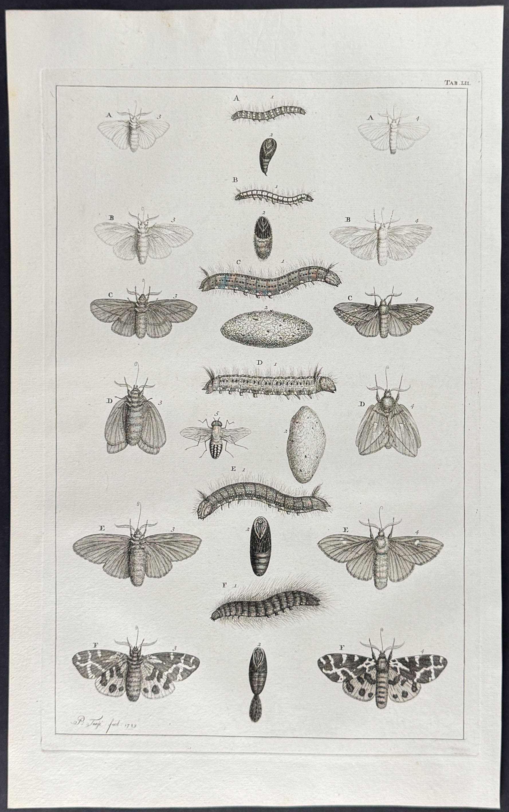 Butterflies or Moths, Caterpillars, Cacoons