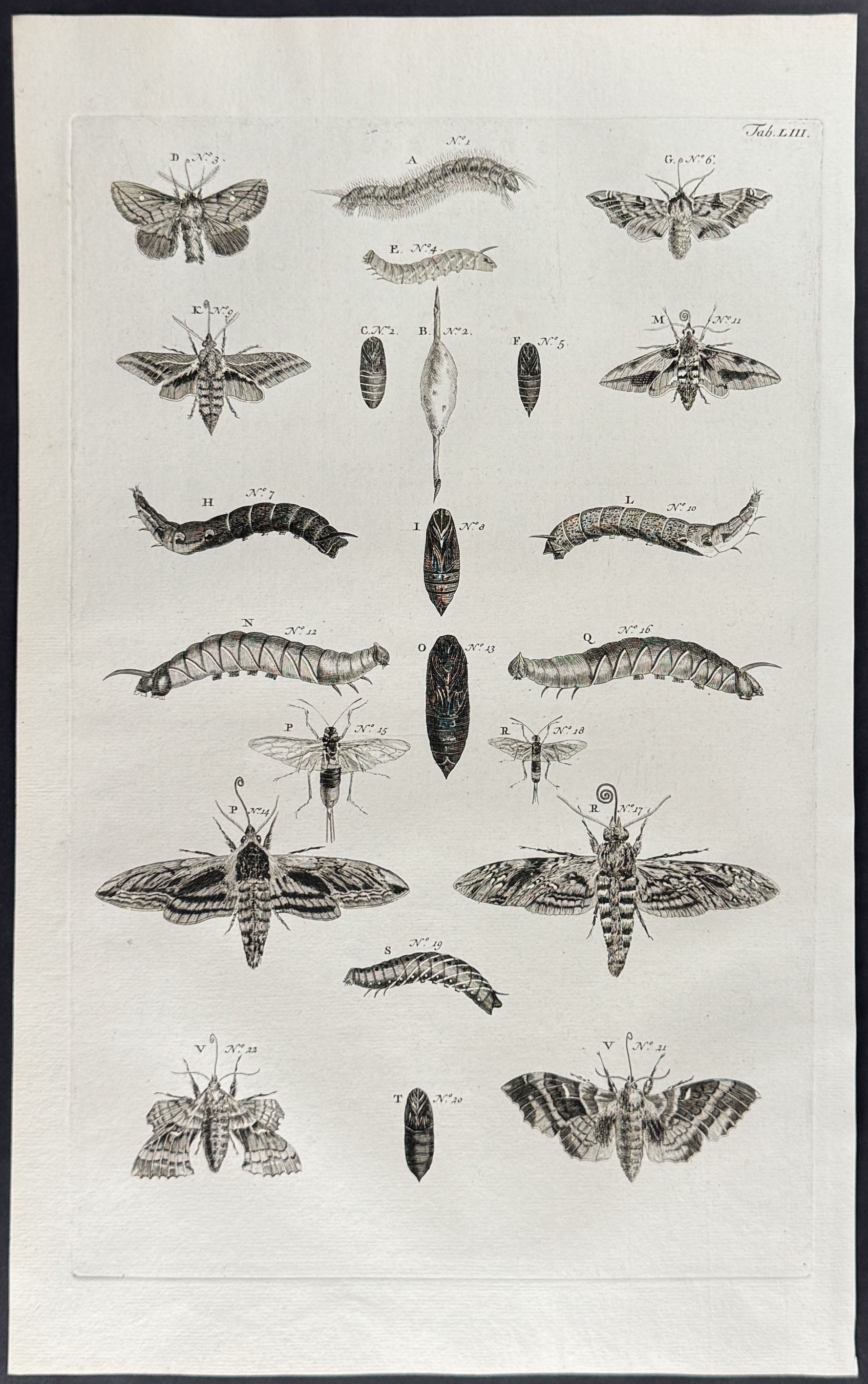 Butterflies or Moths, Caterpillars, Cacoons