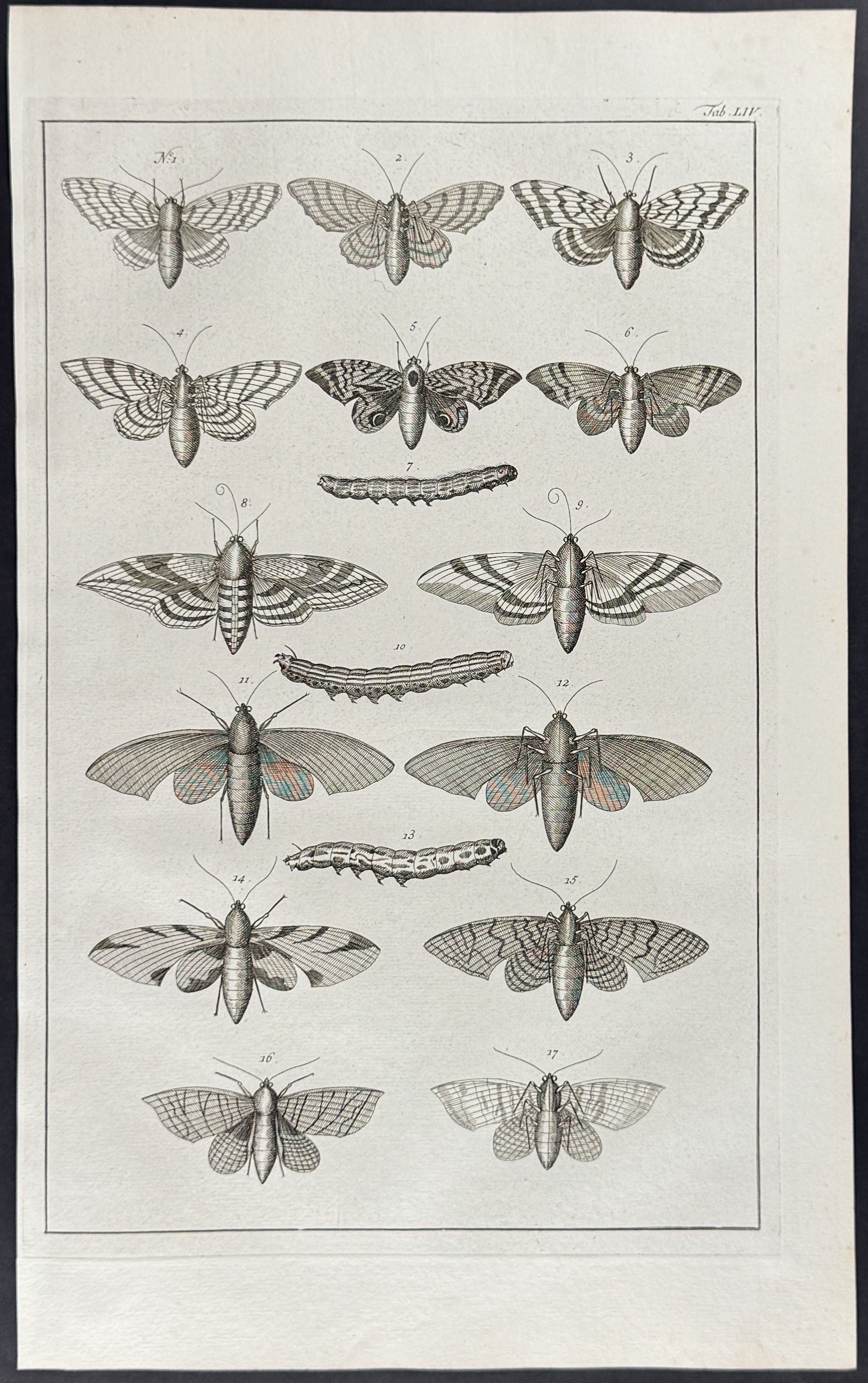 Butterflies or Moths, Caterpillars