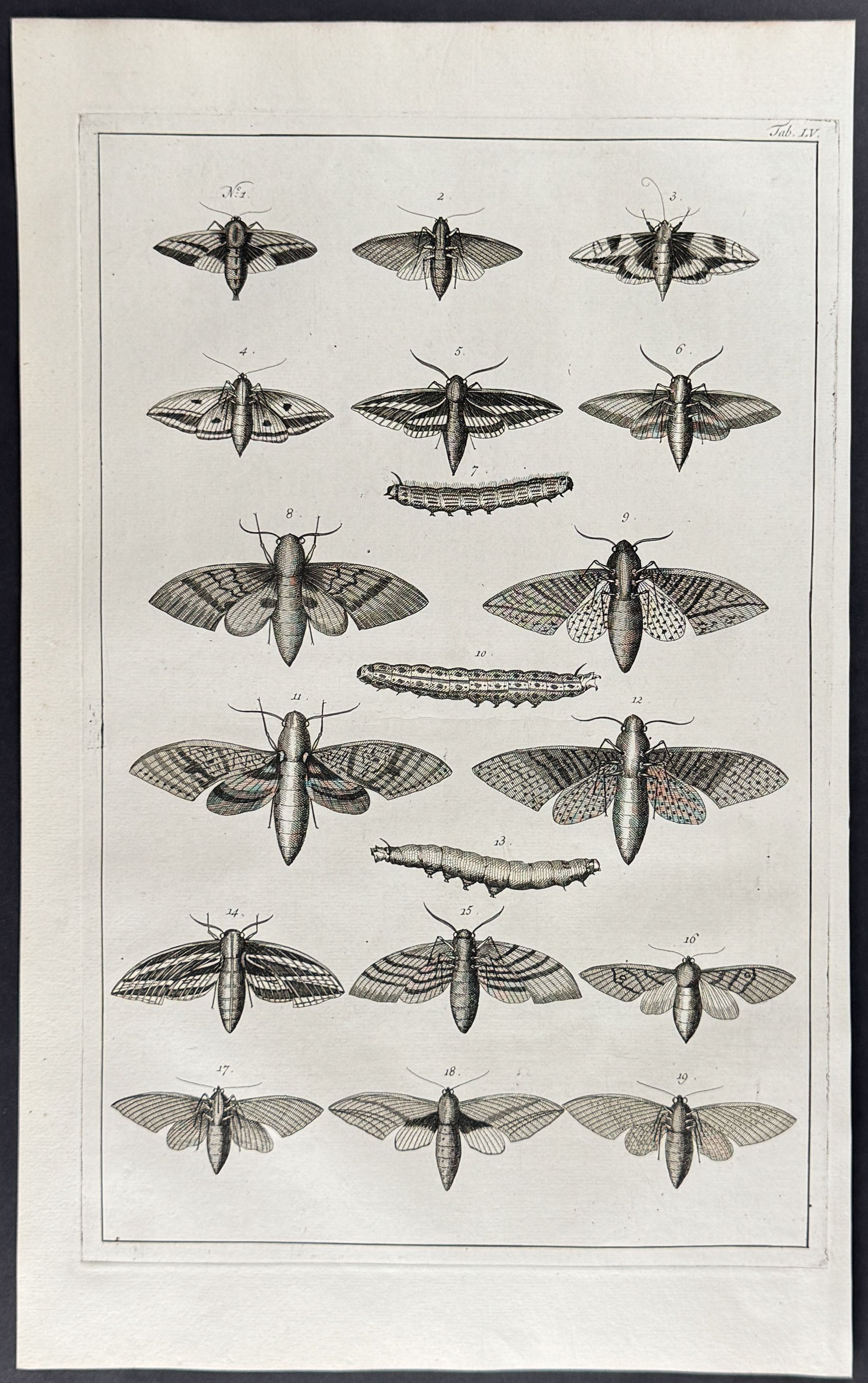 Butterflies or Moths, Caterpillars