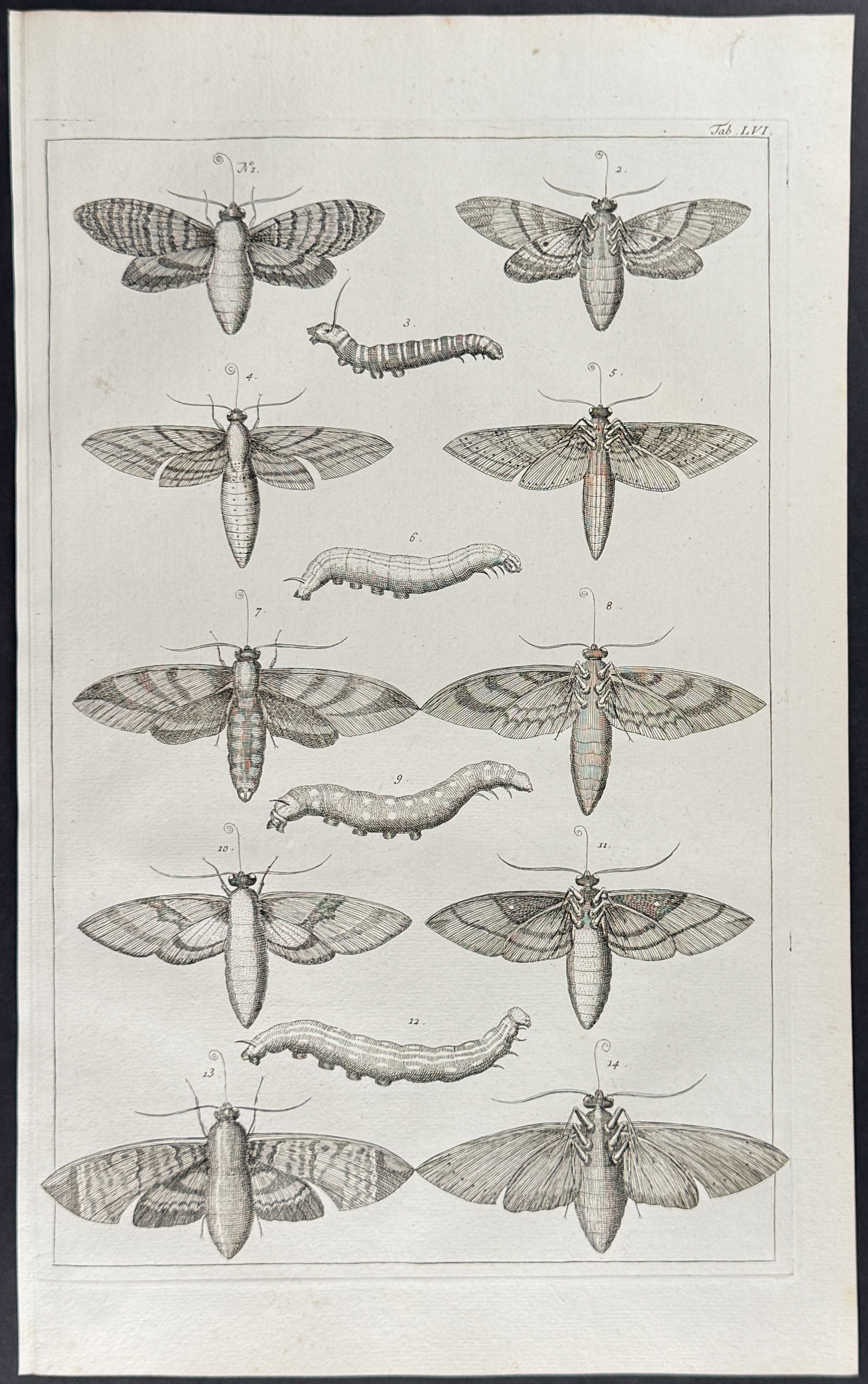 Butterflies or Moths, Caterpillars