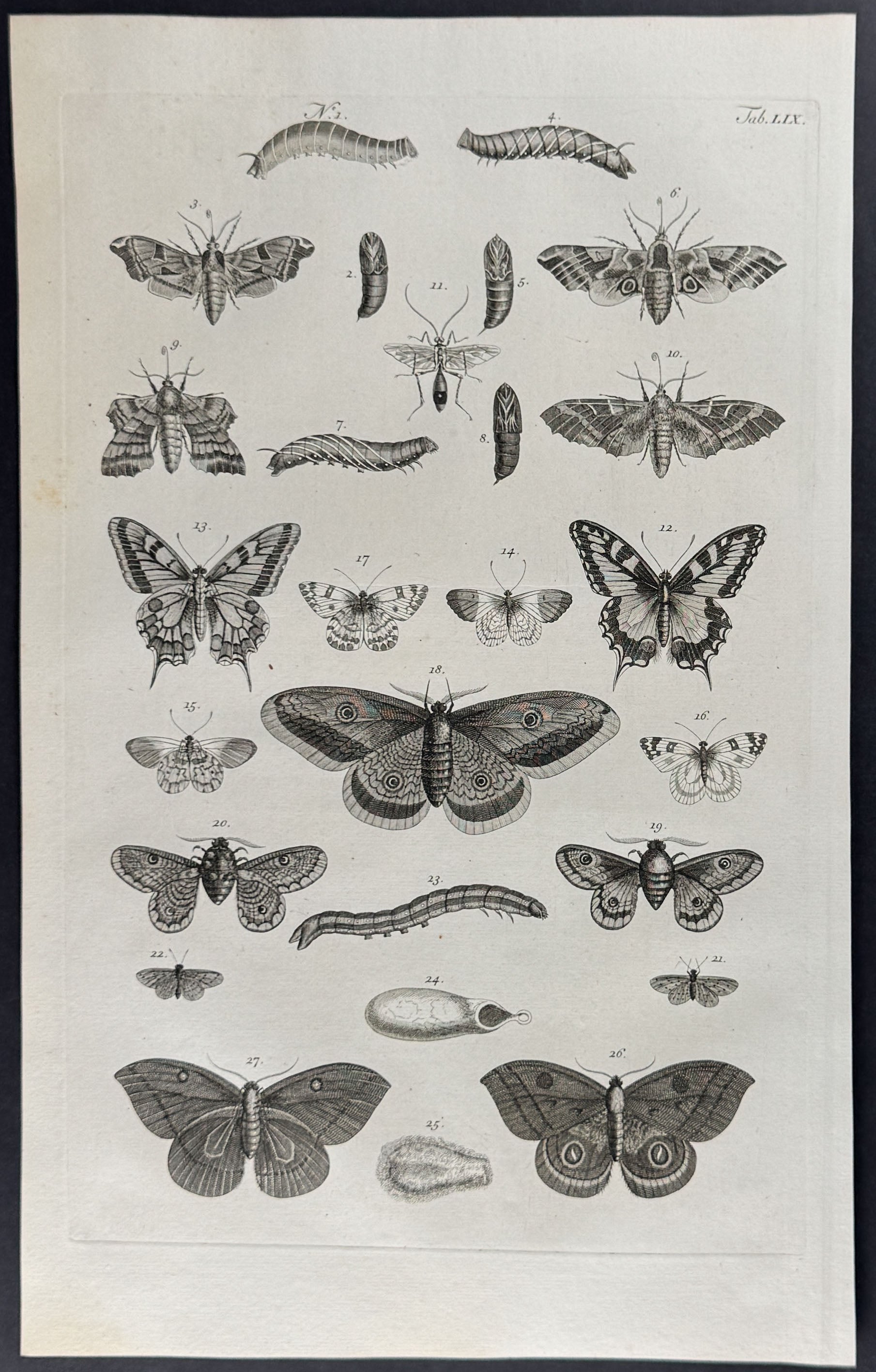 Butterflies or Moths, Caterpillars, Cacoons