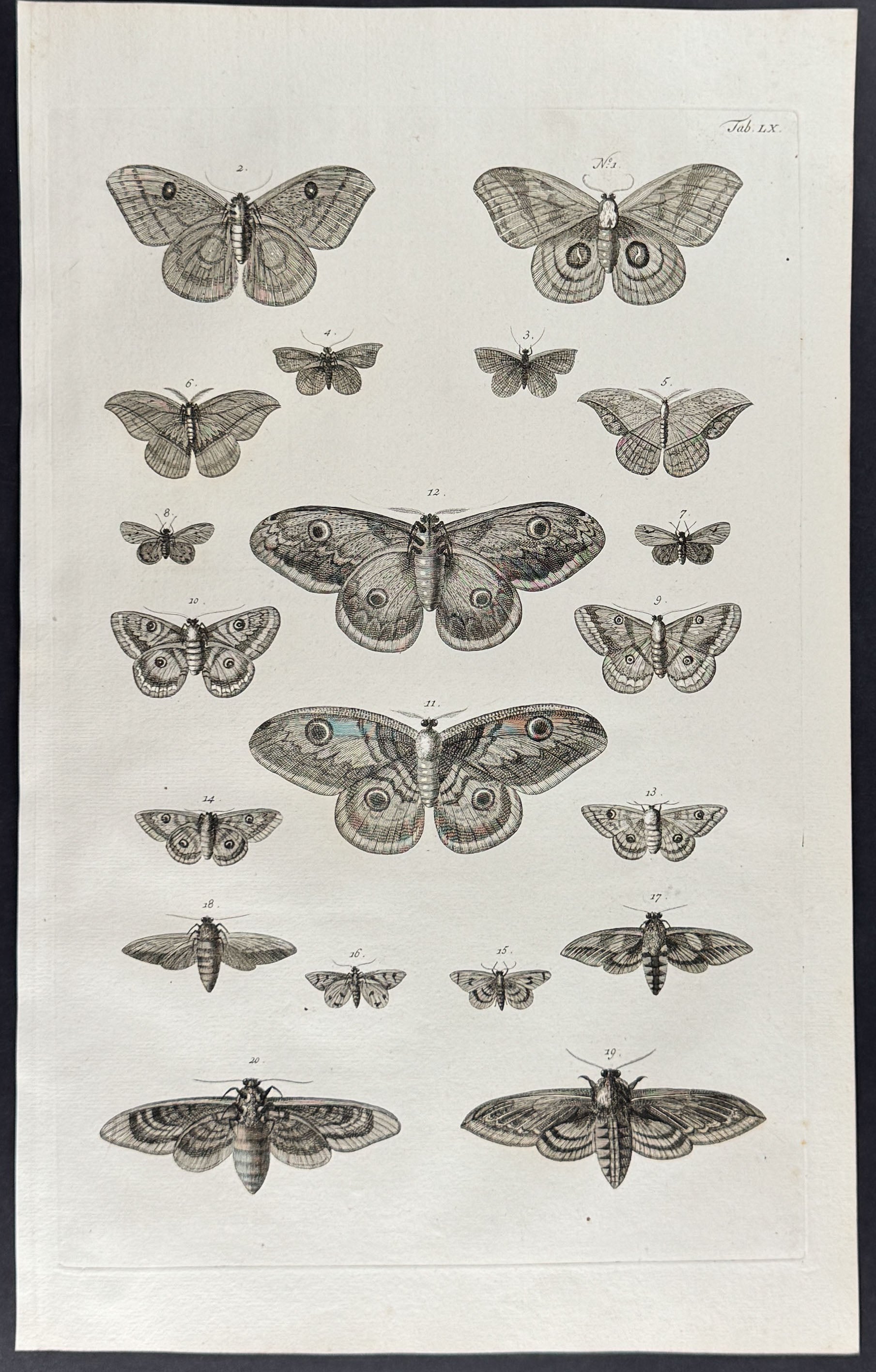 Butterflies or Moths