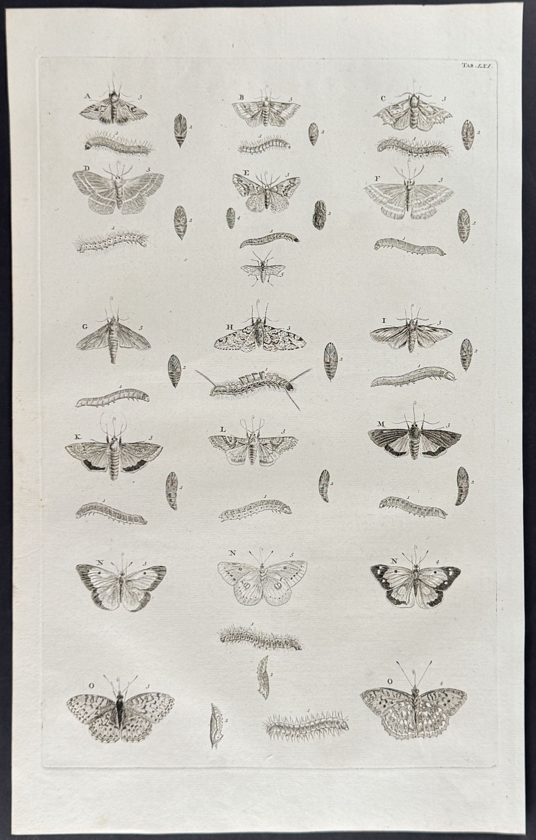 Butterflies or Moths, Caterpillars, Cacoons