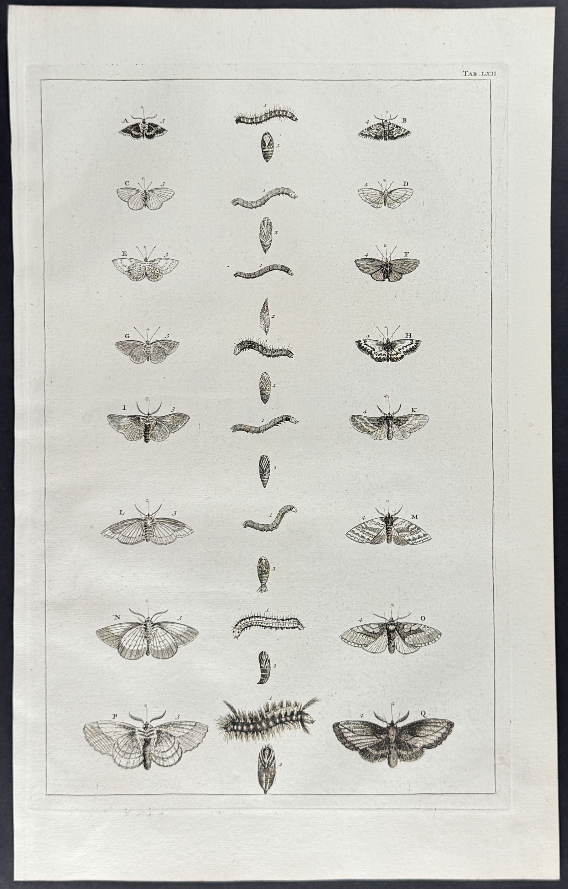 Butterflies or Moths, Caterpillars, Cacoons