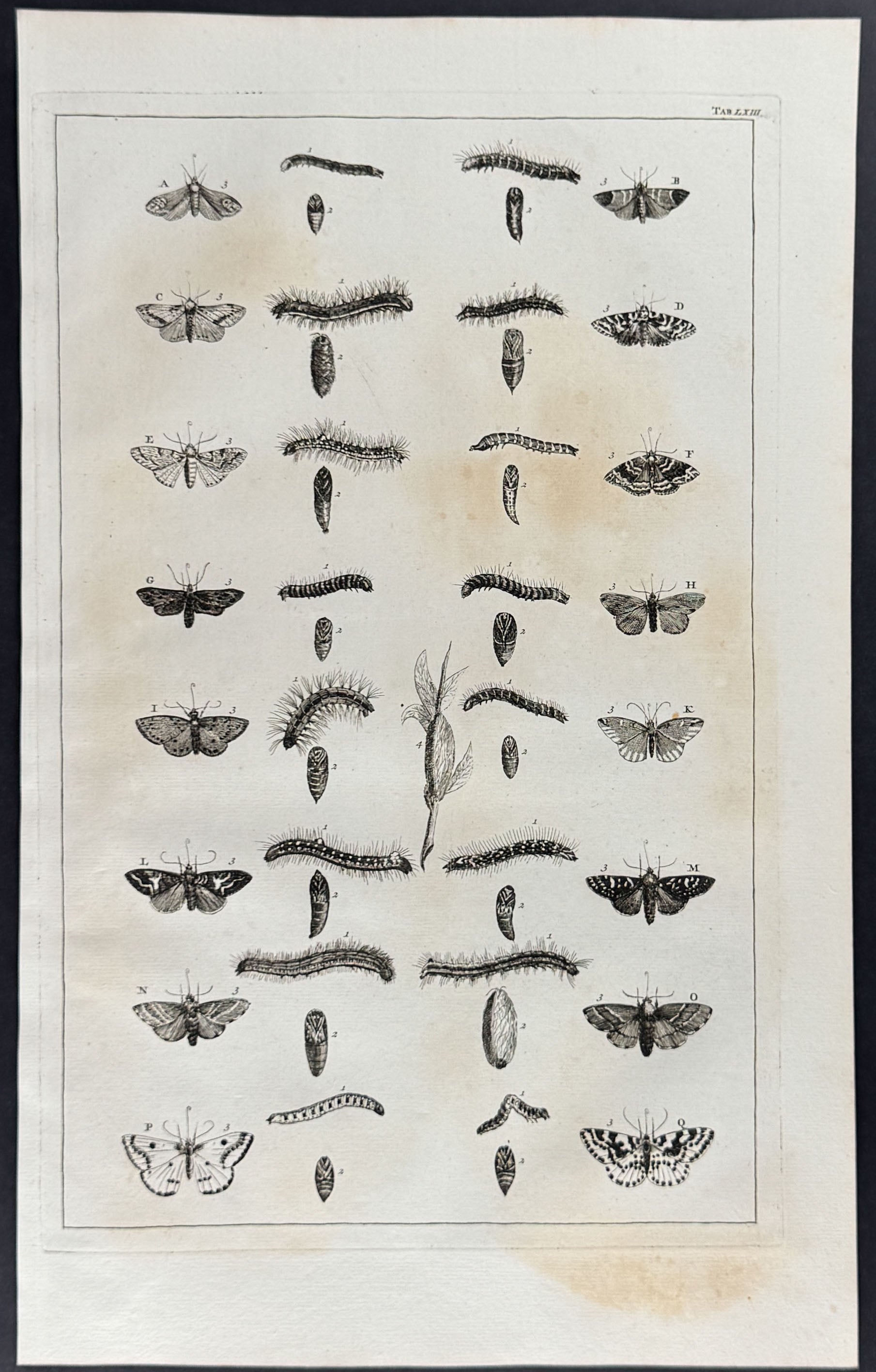 Butterflies or Moths, Caterpillars, Cacoons