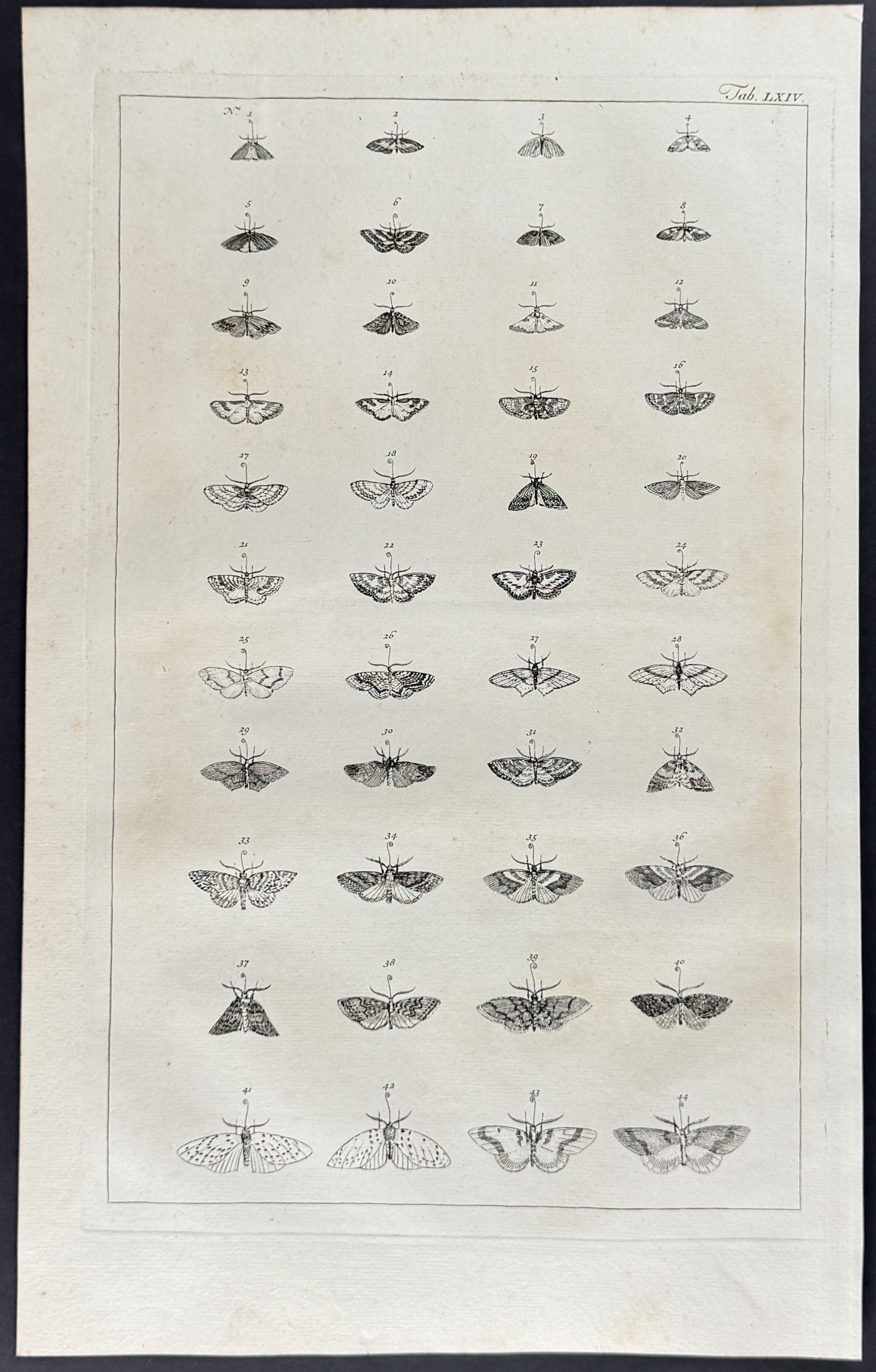 Moths