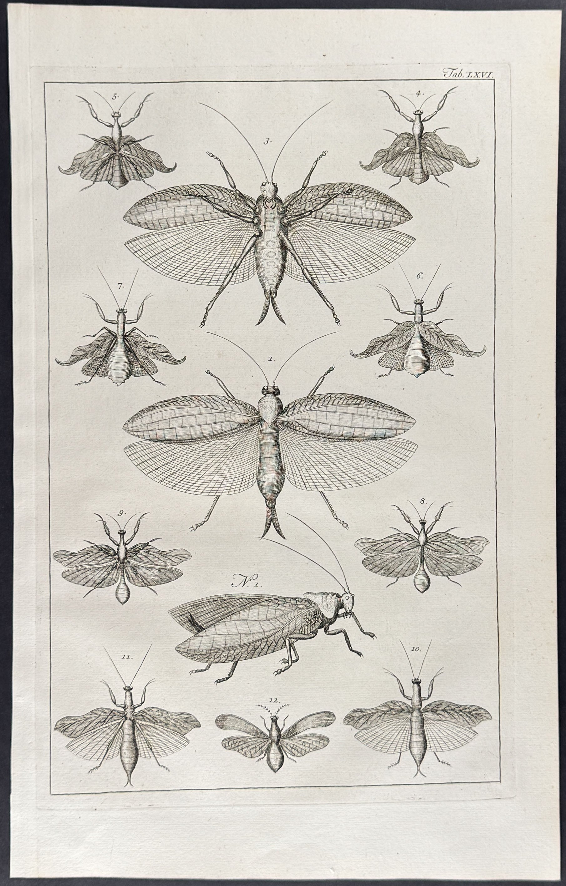Locusts