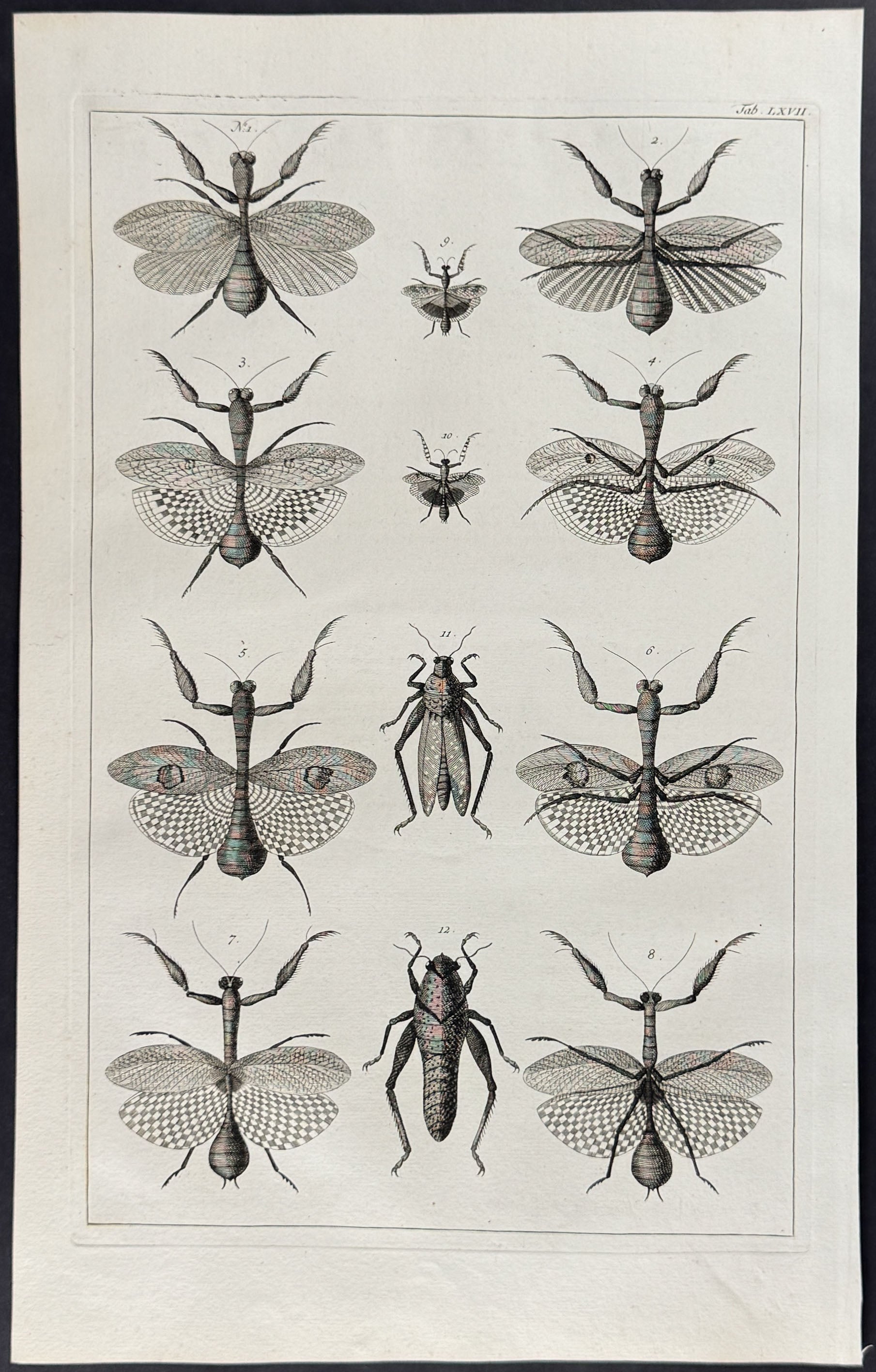 Locusts