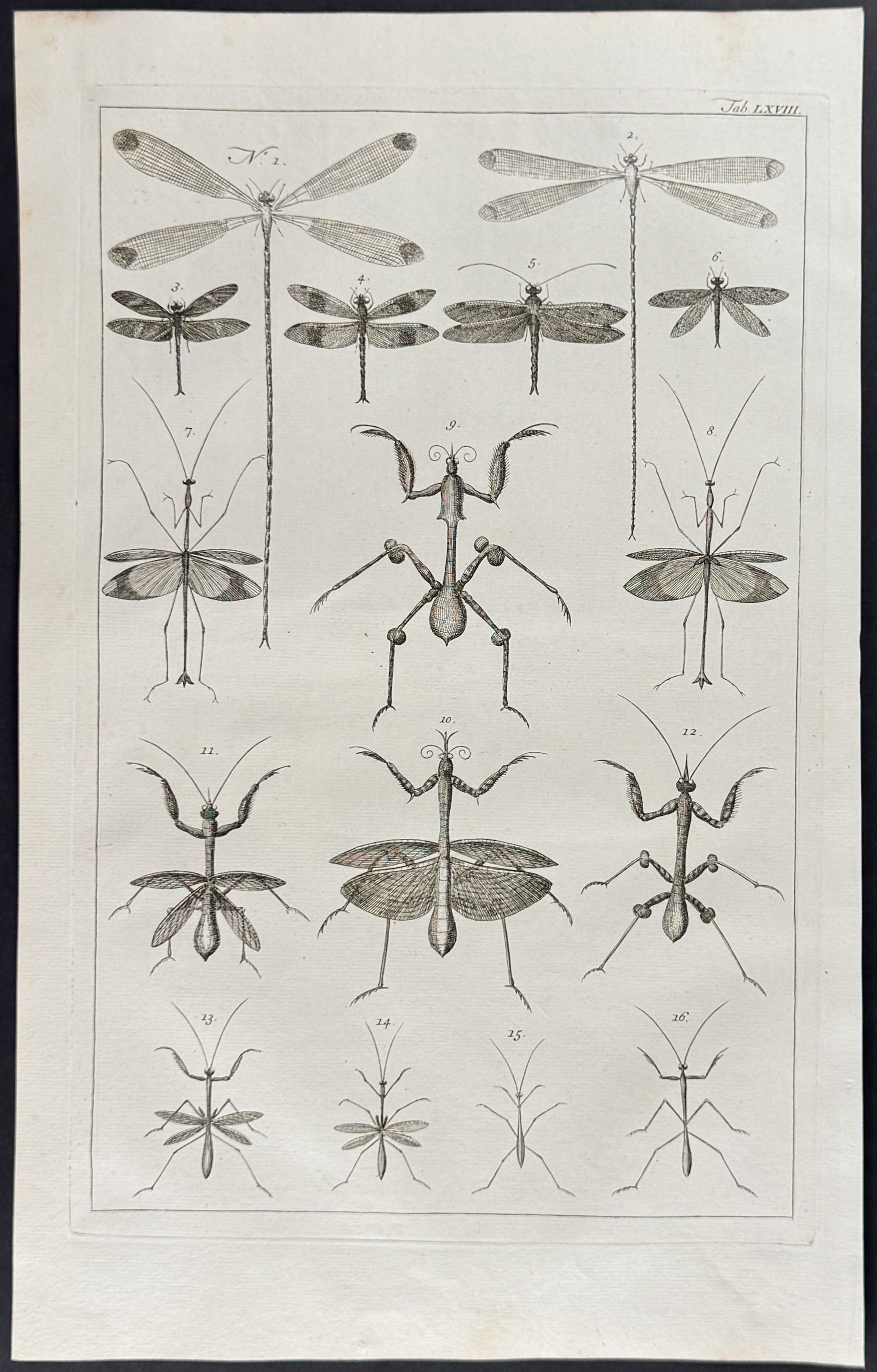 Dragonflies, Insects, Locusts