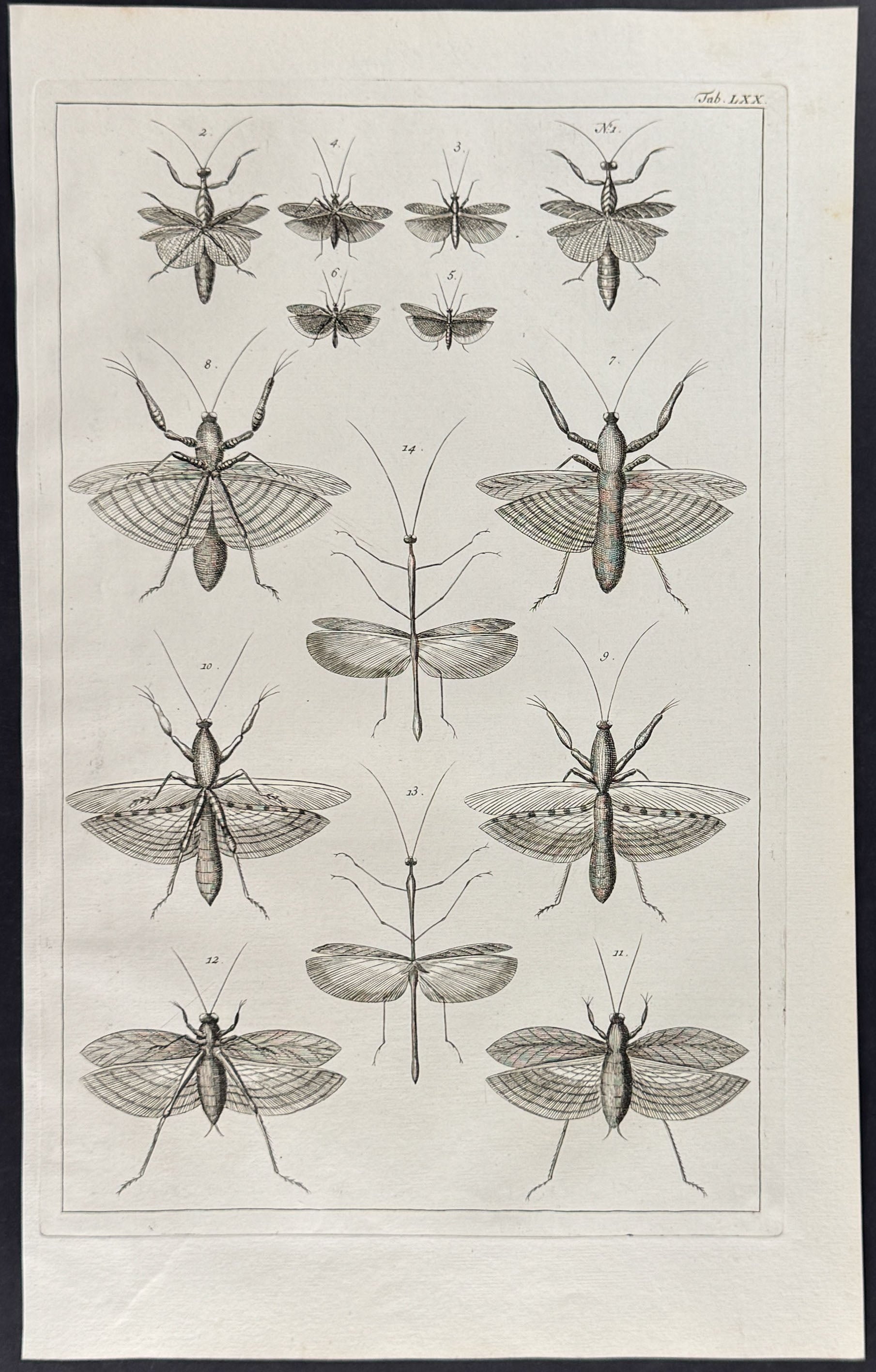 Locusts