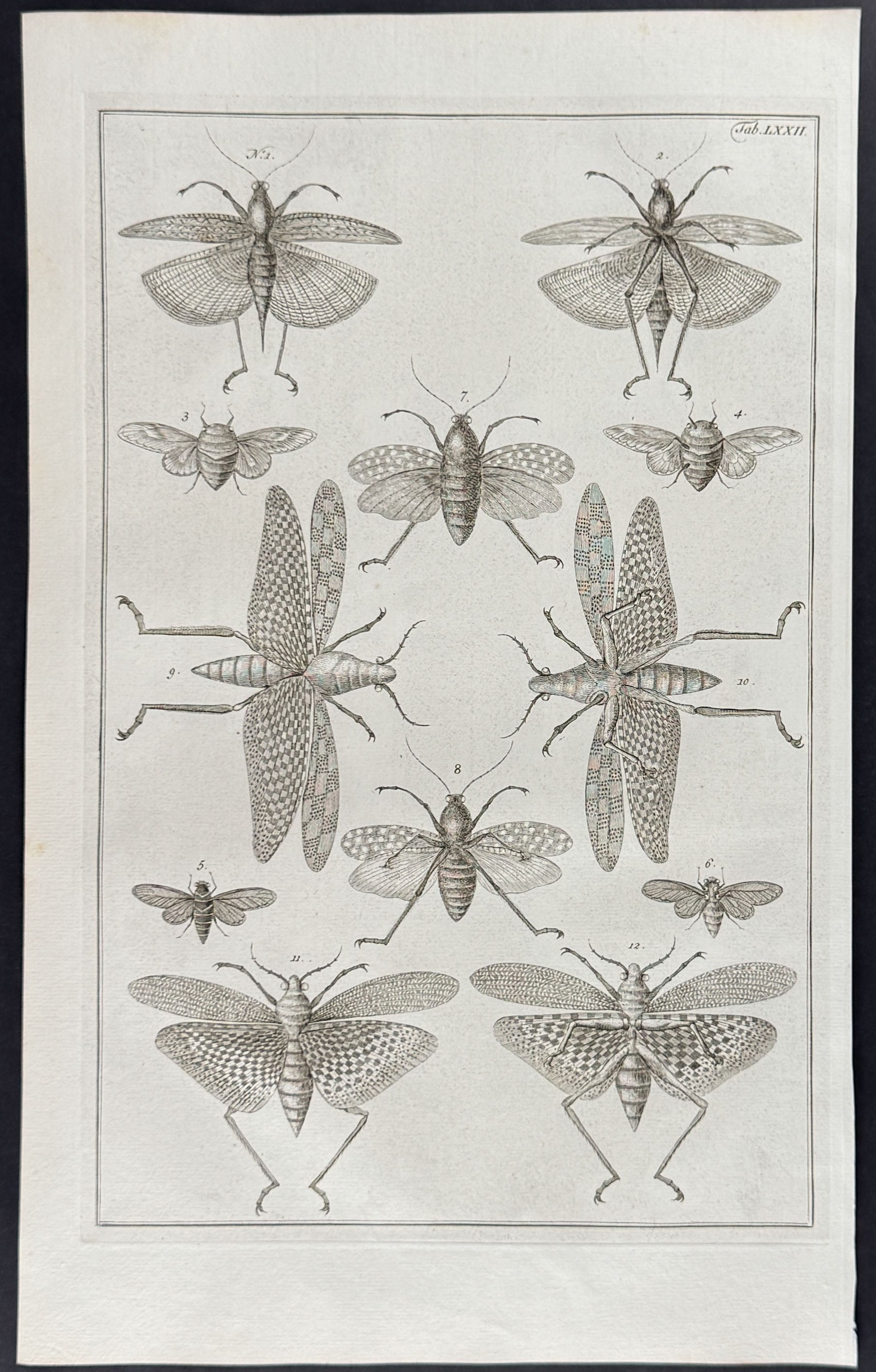 Locusts