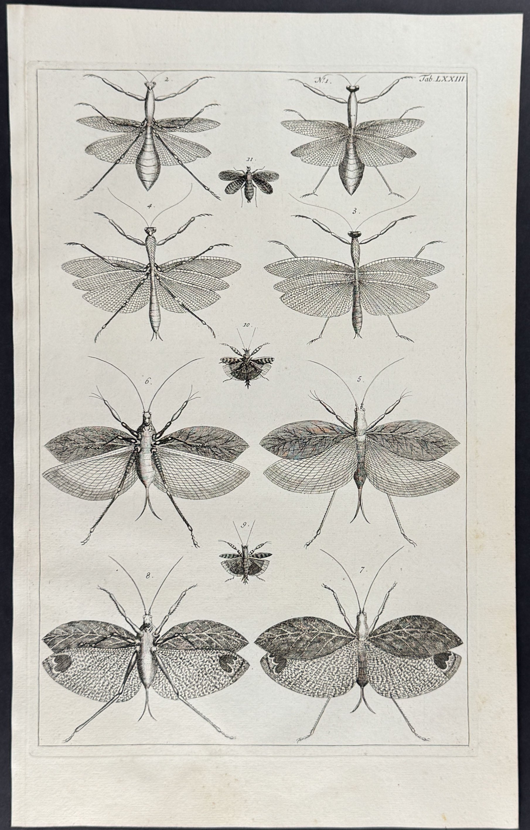 Locusts