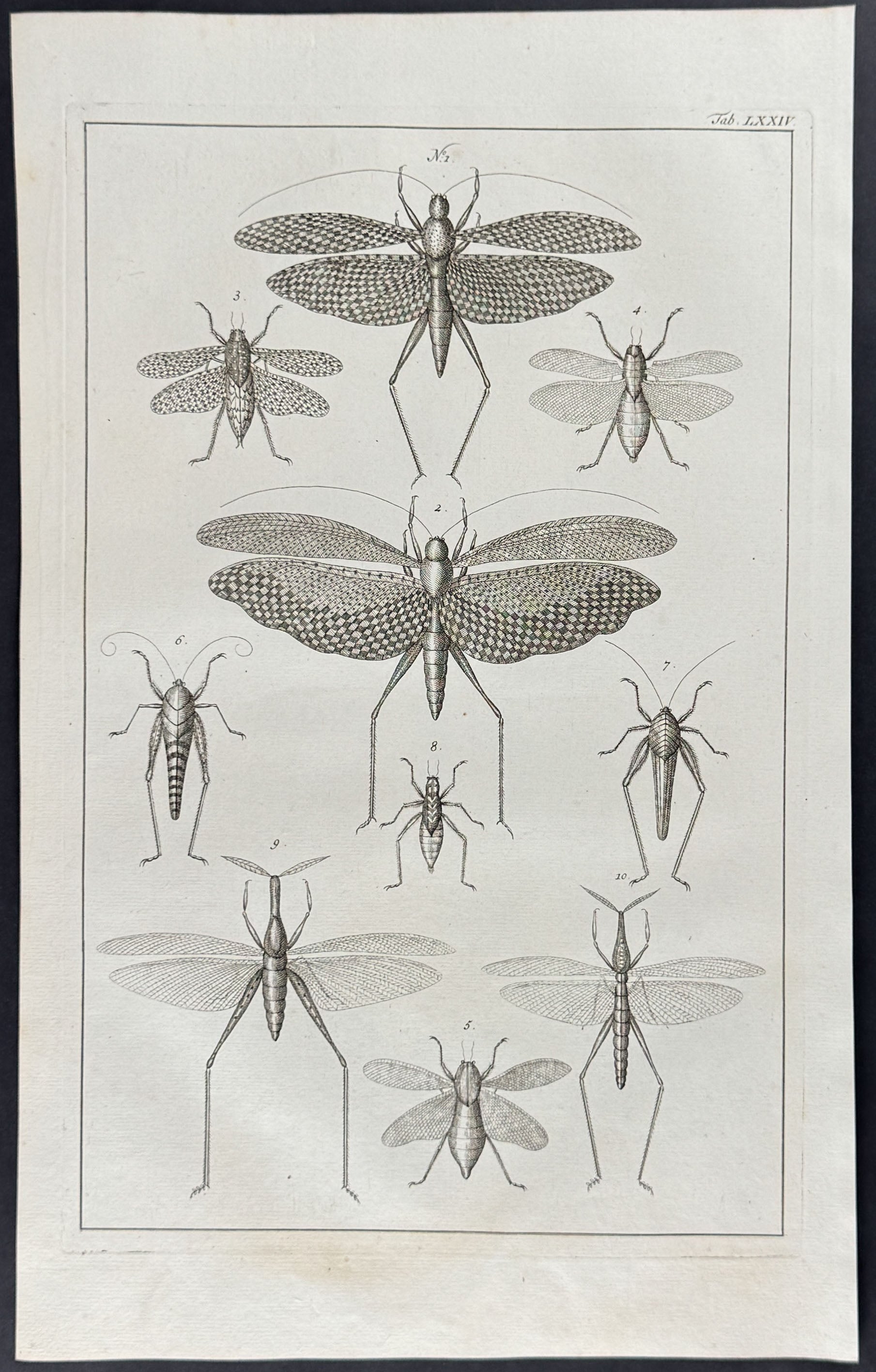 Locusts