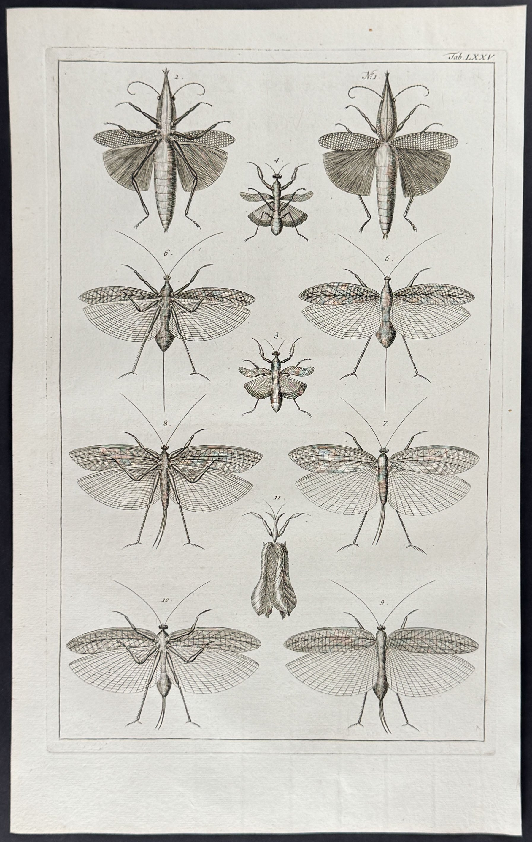 Locusts