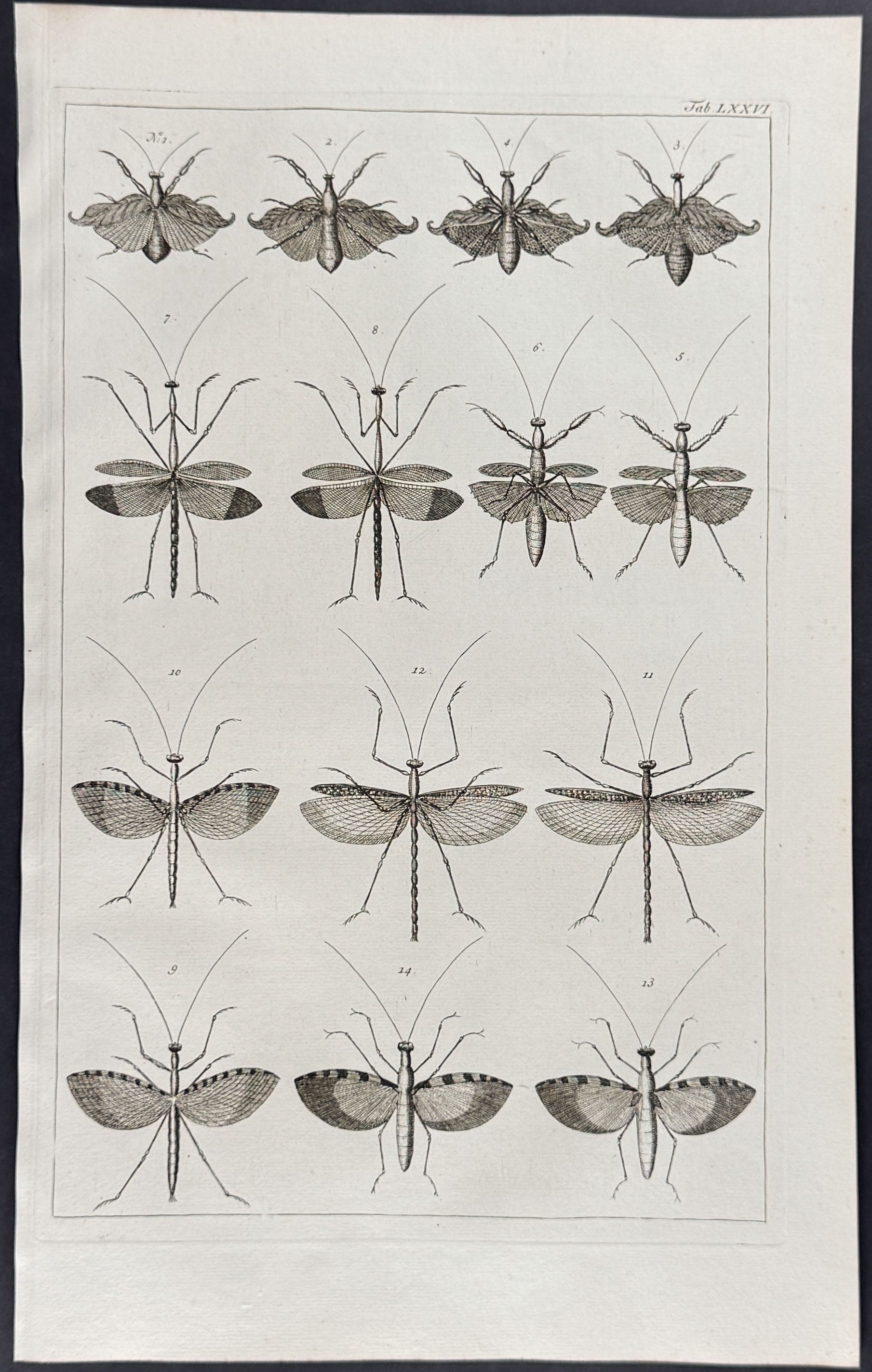 Locusts