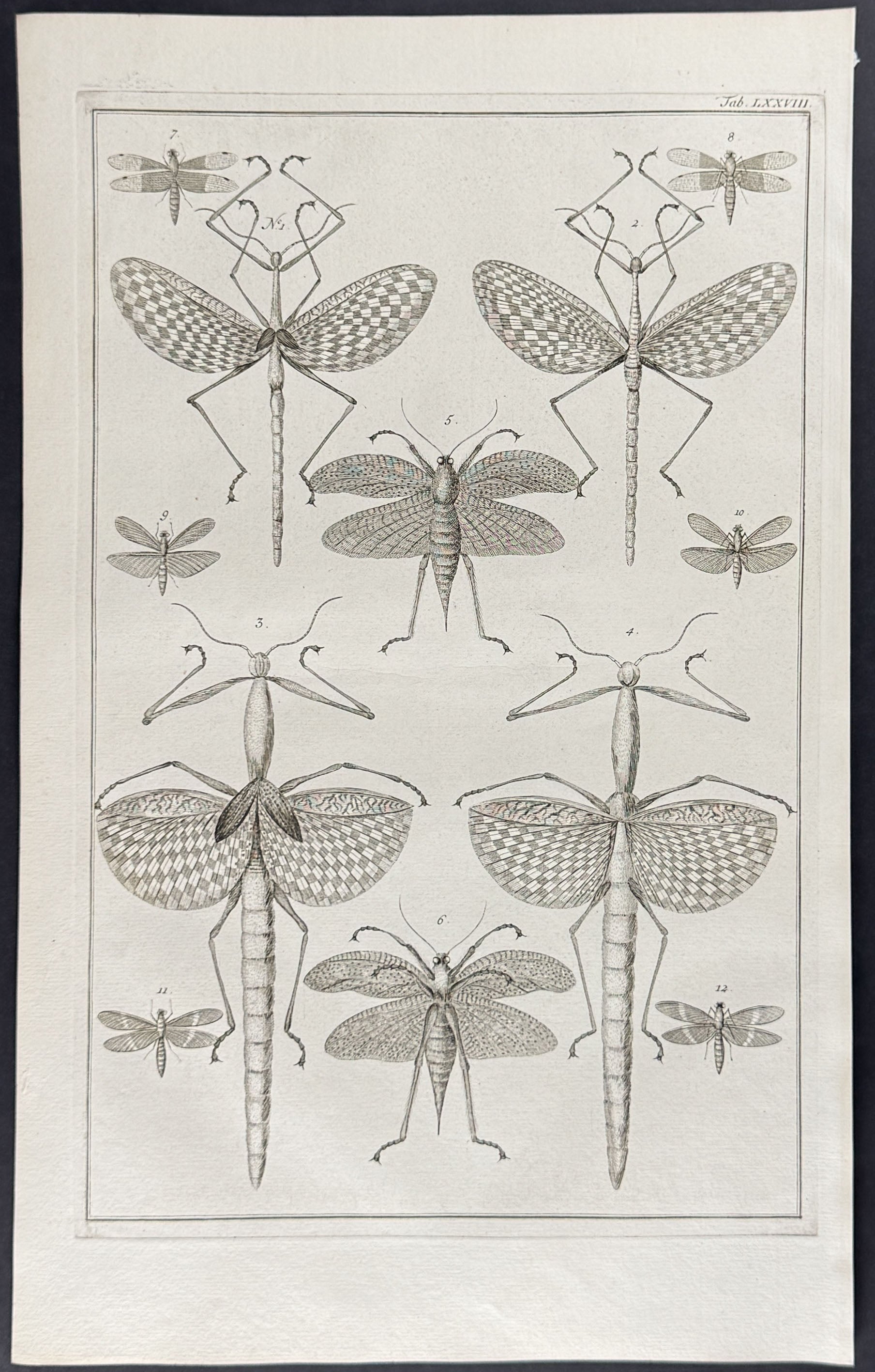 Locusts
