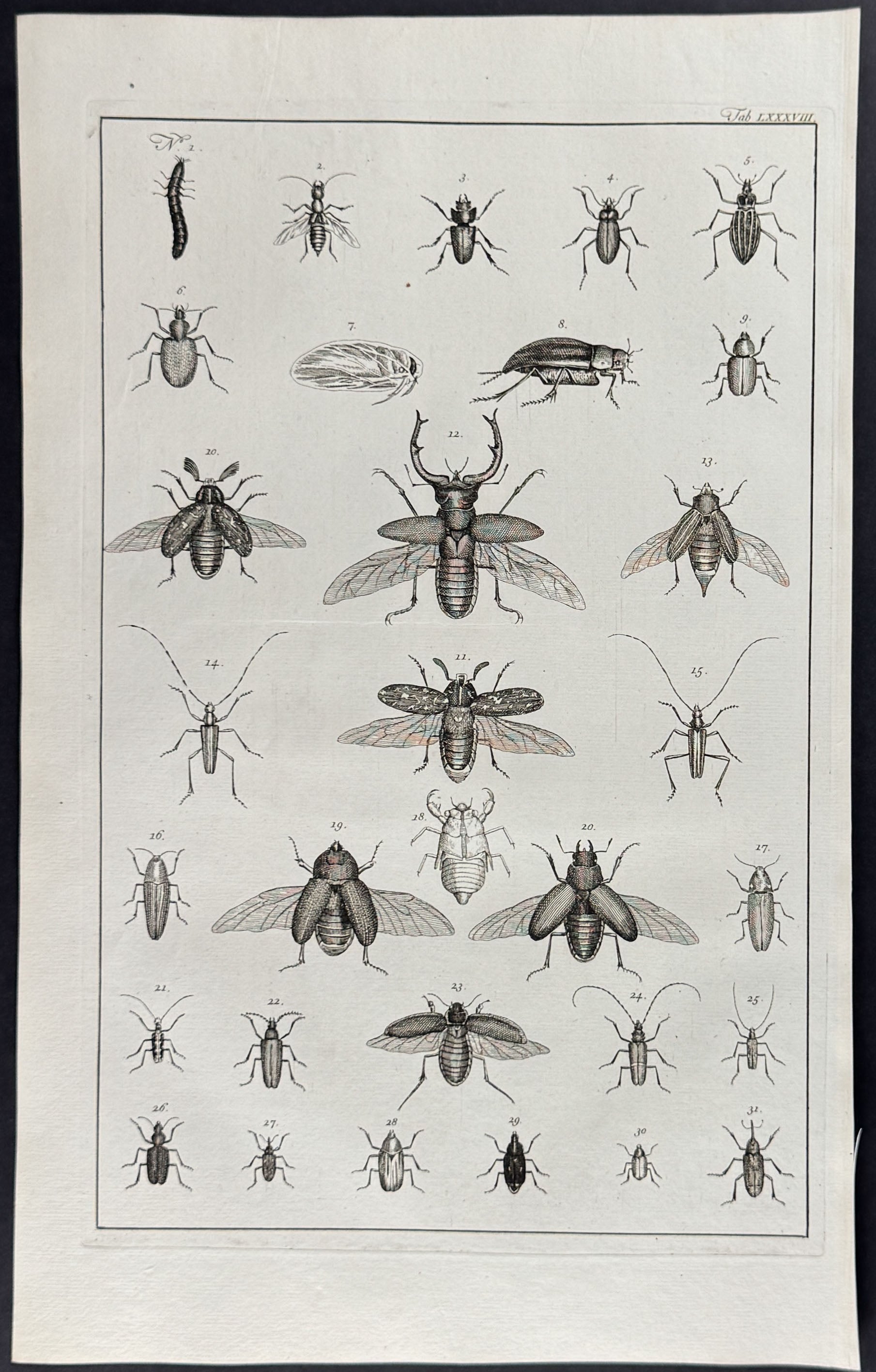 Beetles 