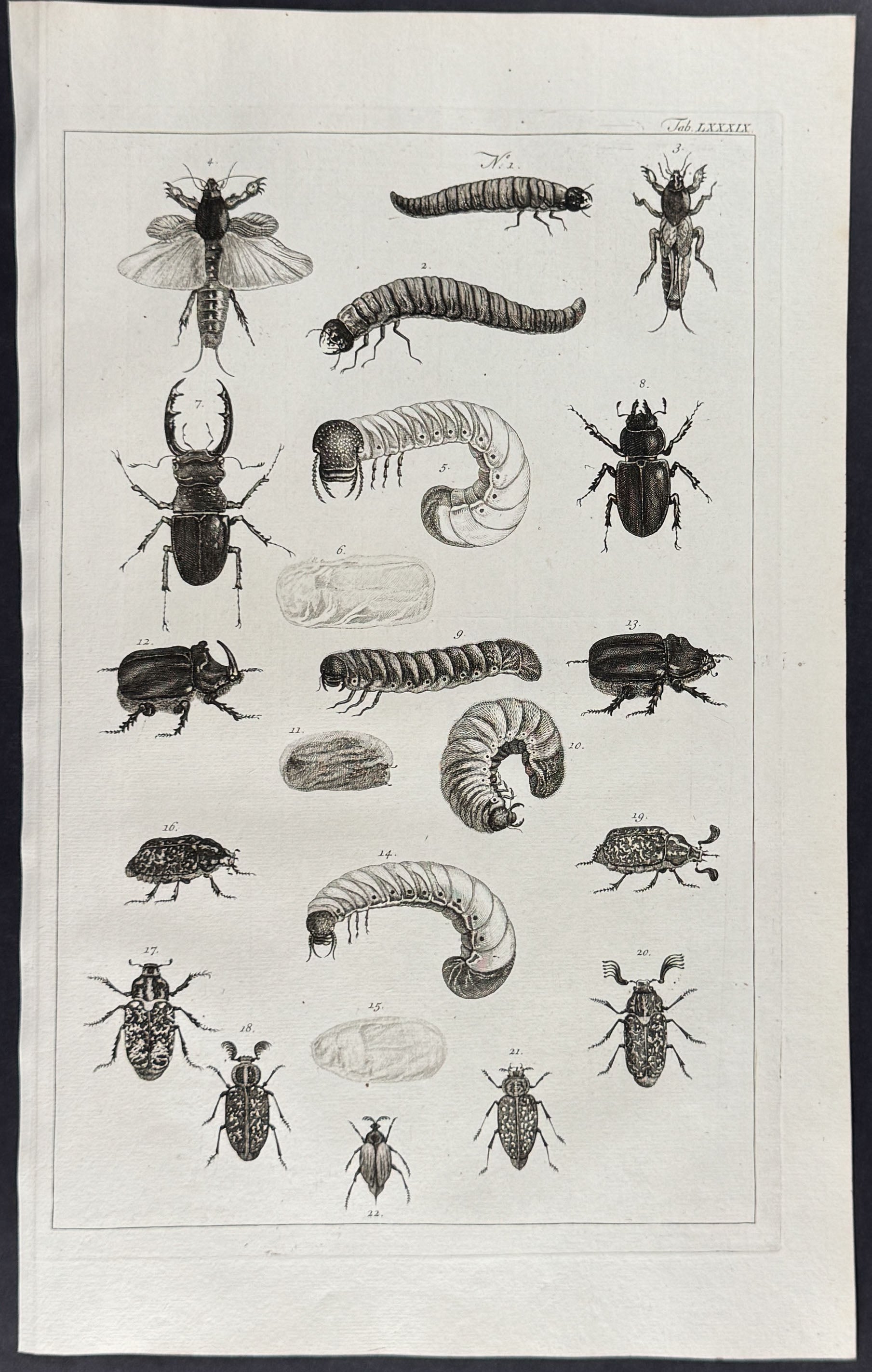 Beetles, Insects, Grubs