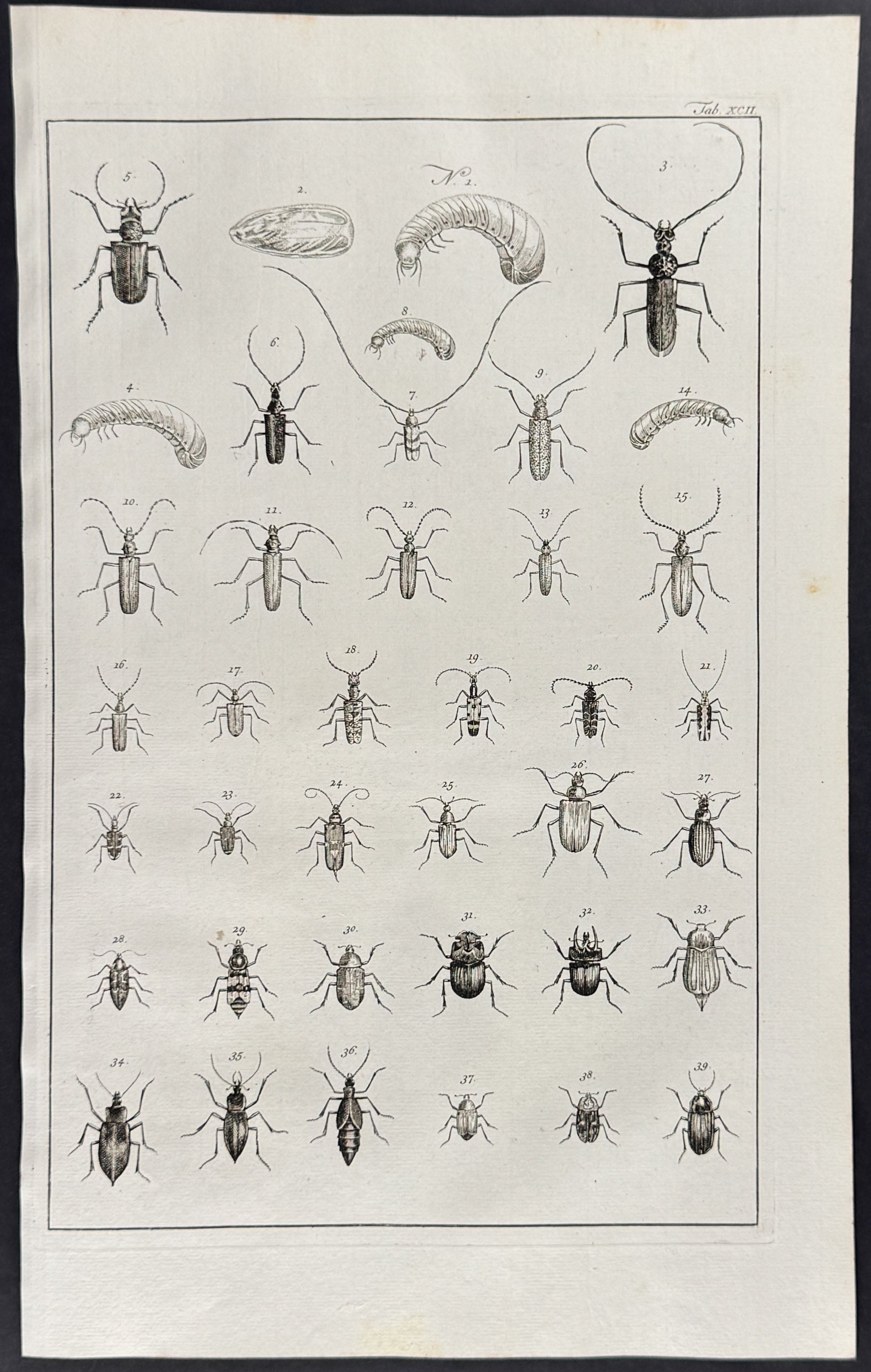 Beetles, Insects