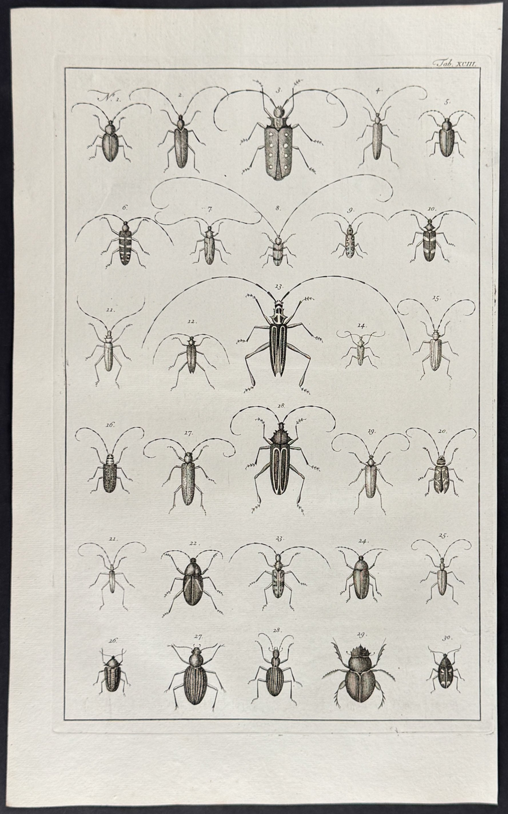 Beetles, Insects