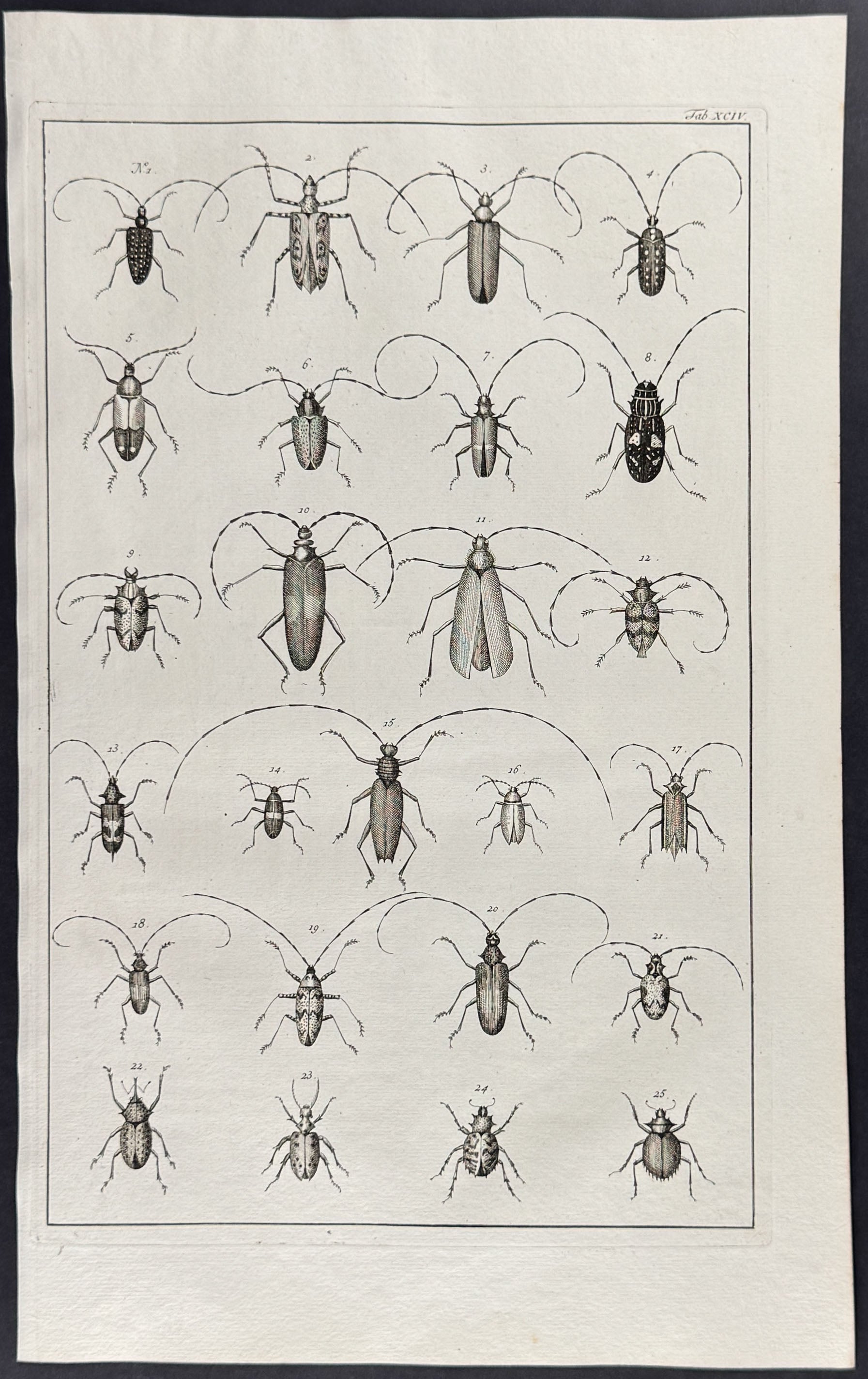Beetles, Insects