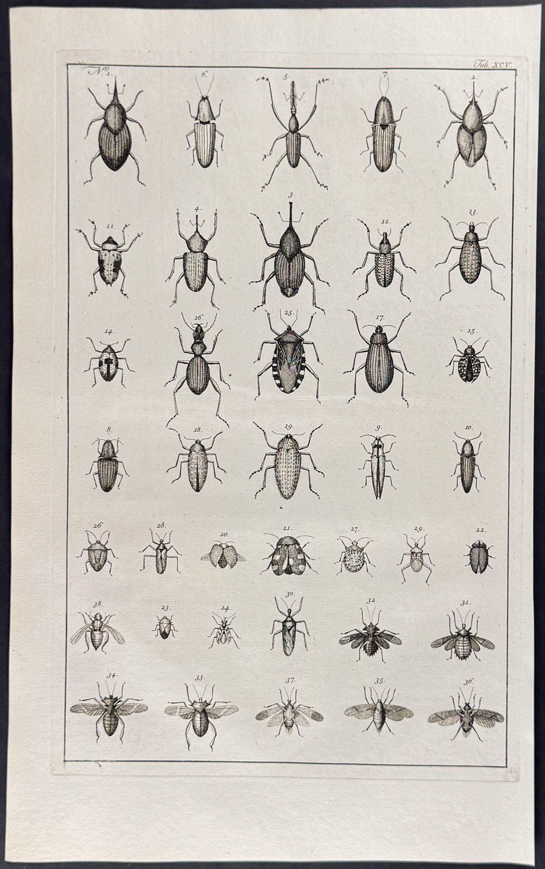 Beetles, Insects