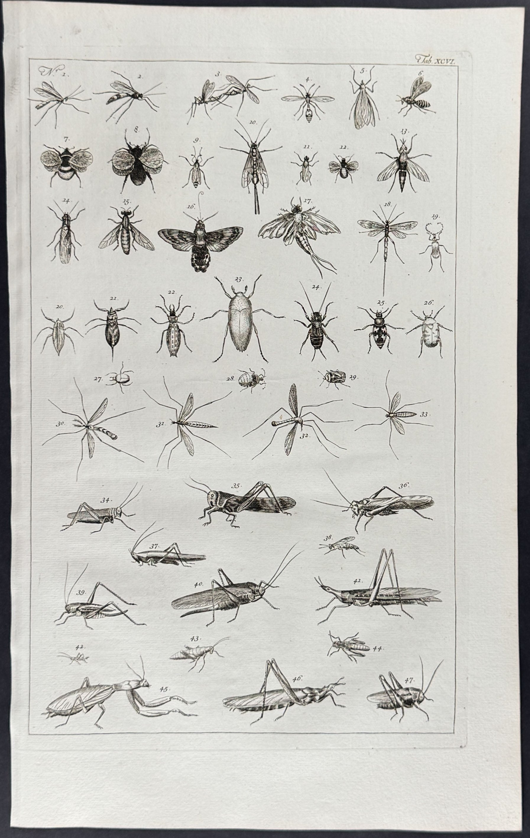 Grasshoppers, Insects