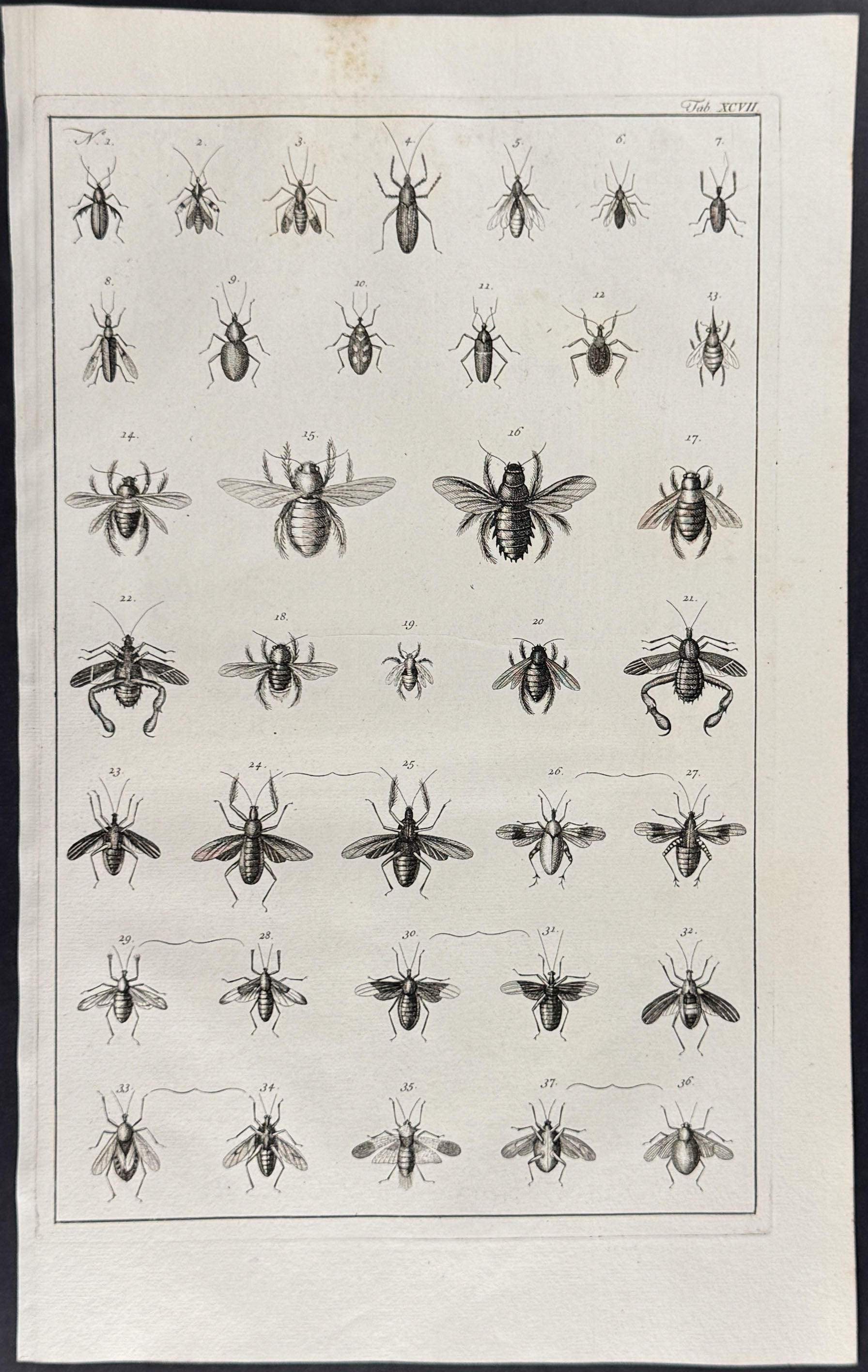 Beetles, Insects