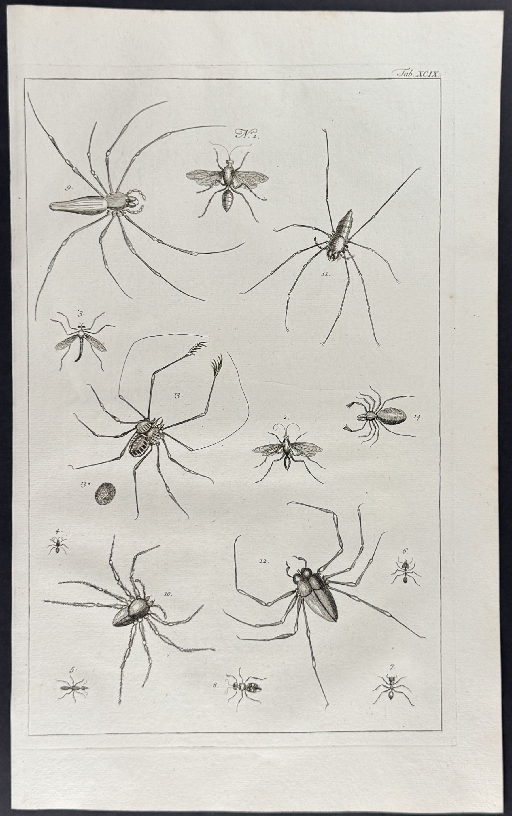 Spiders, Insects