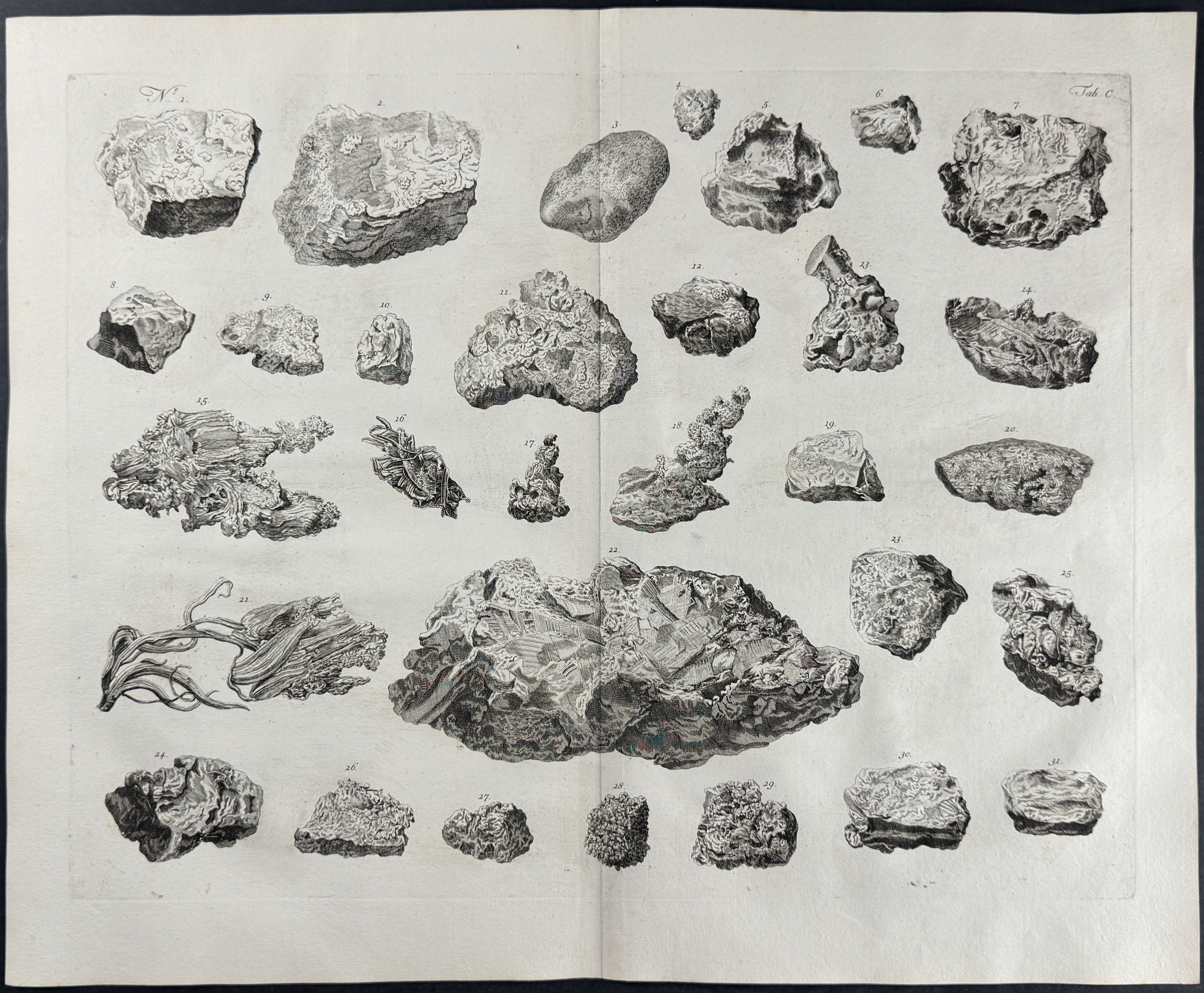 Fossils or Minerals