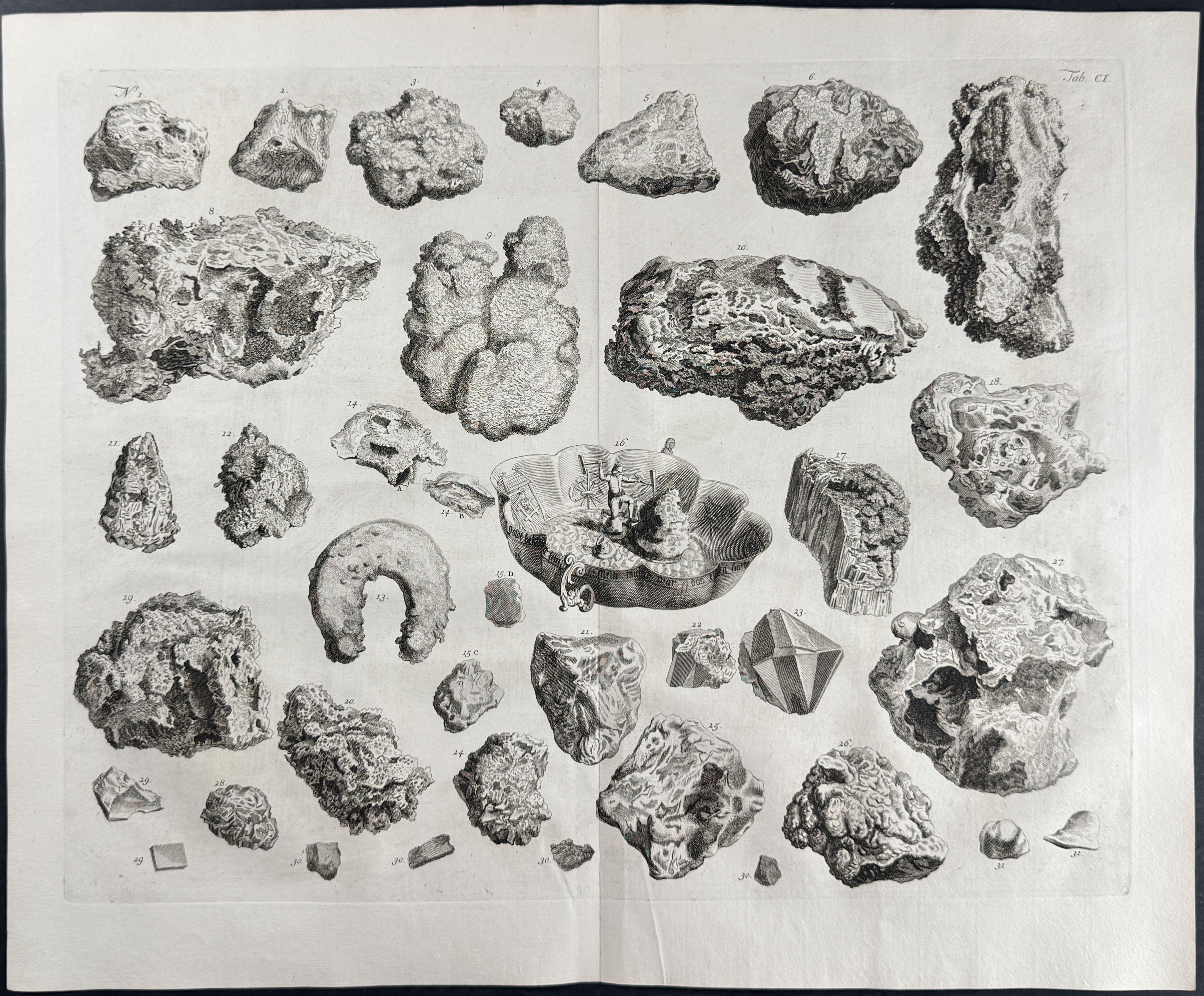 Fossils or Minerals