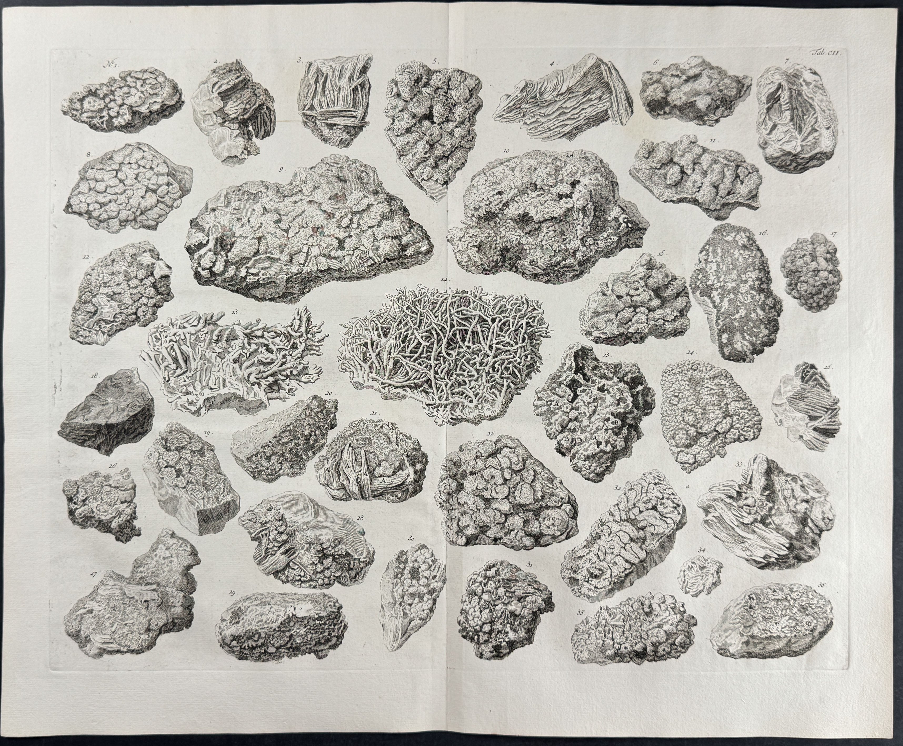 Fossils or Minerals