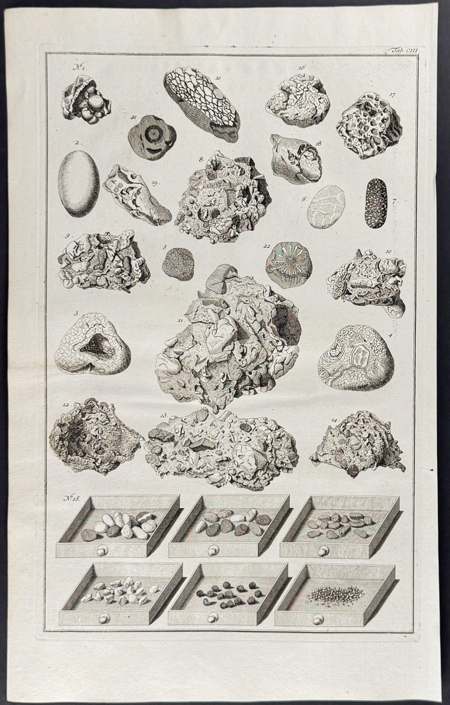 Fossils or Minerals