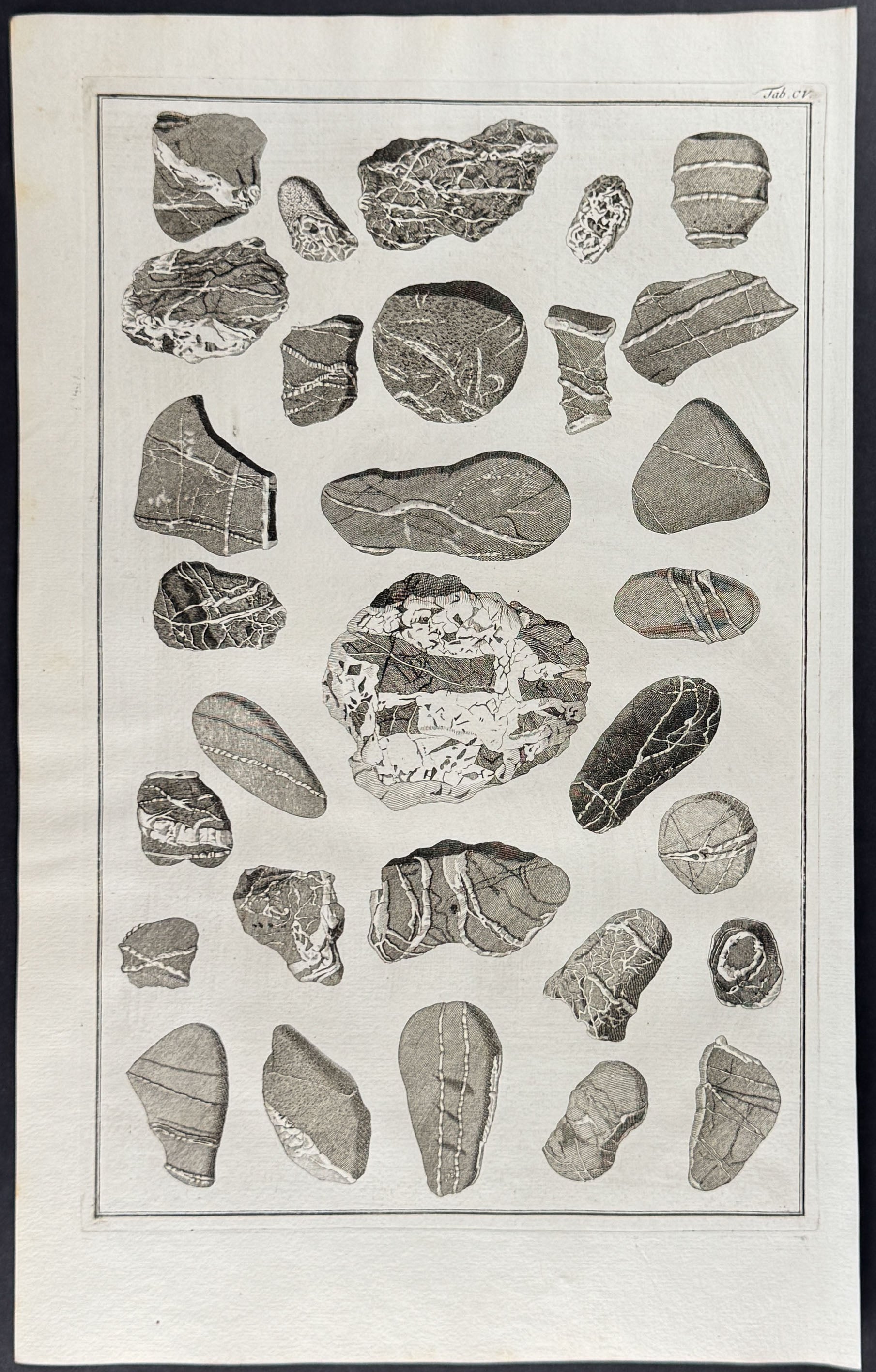 Fossils or Minerals