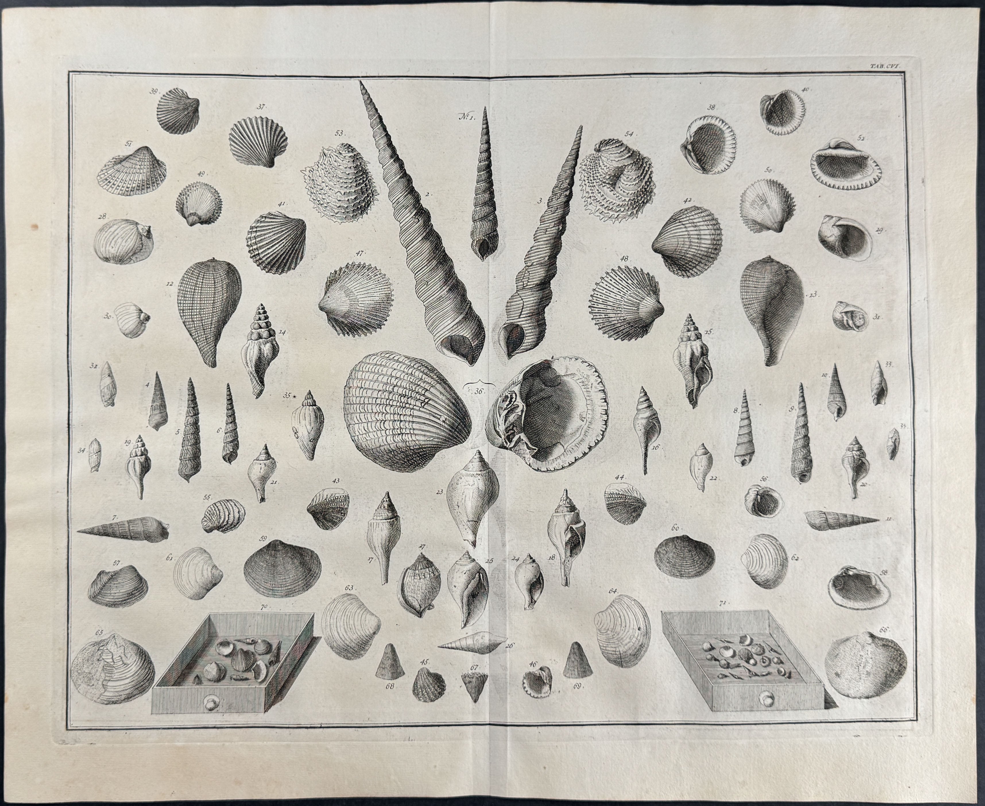 Shells